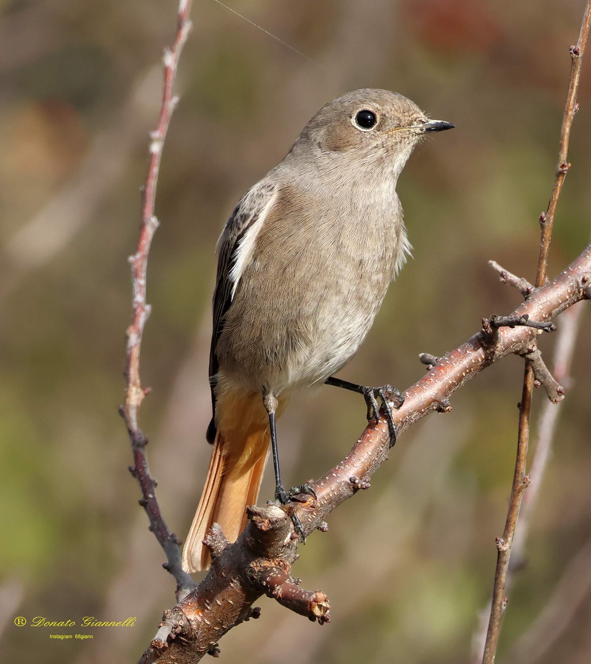 Black redstart