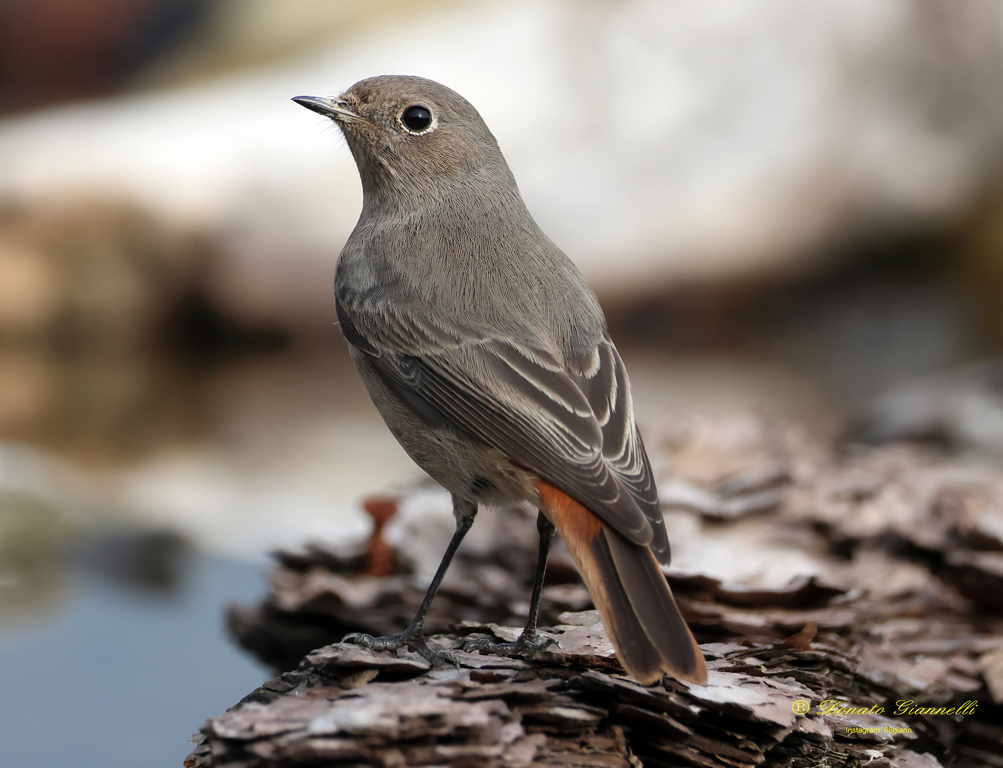 Black redstart
