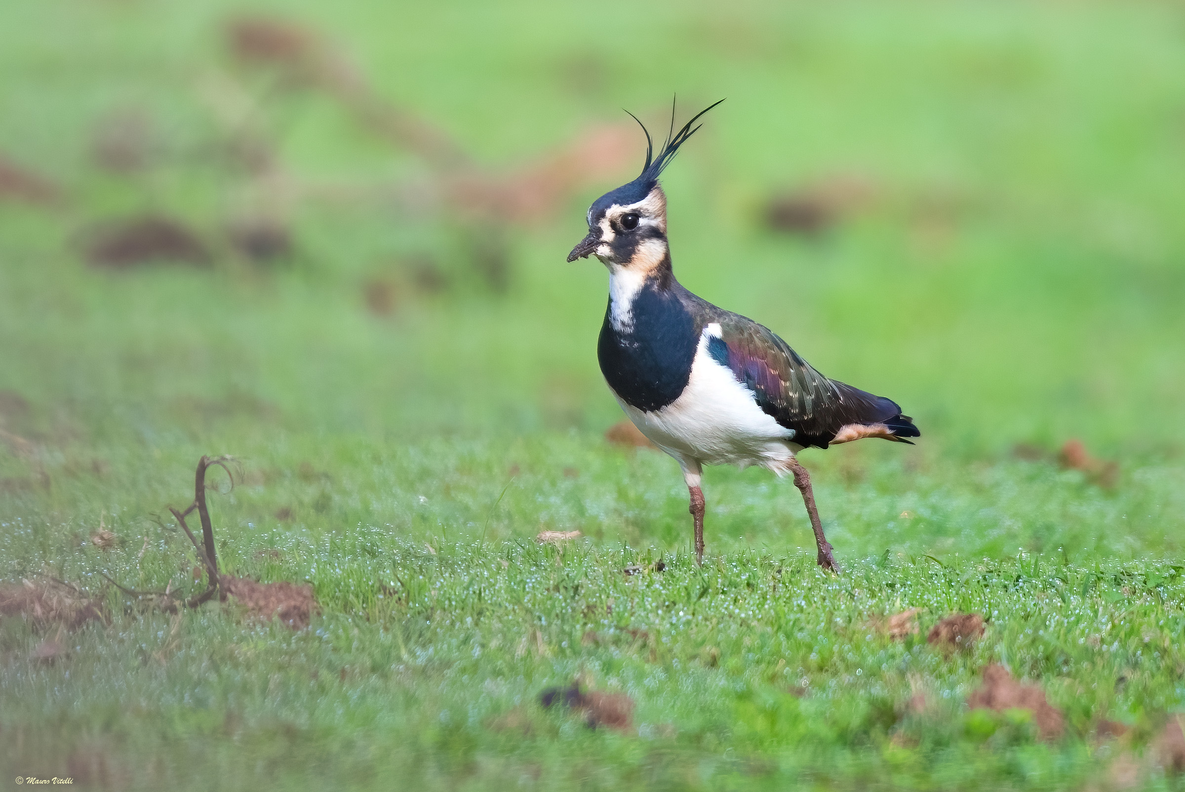 Lapwing