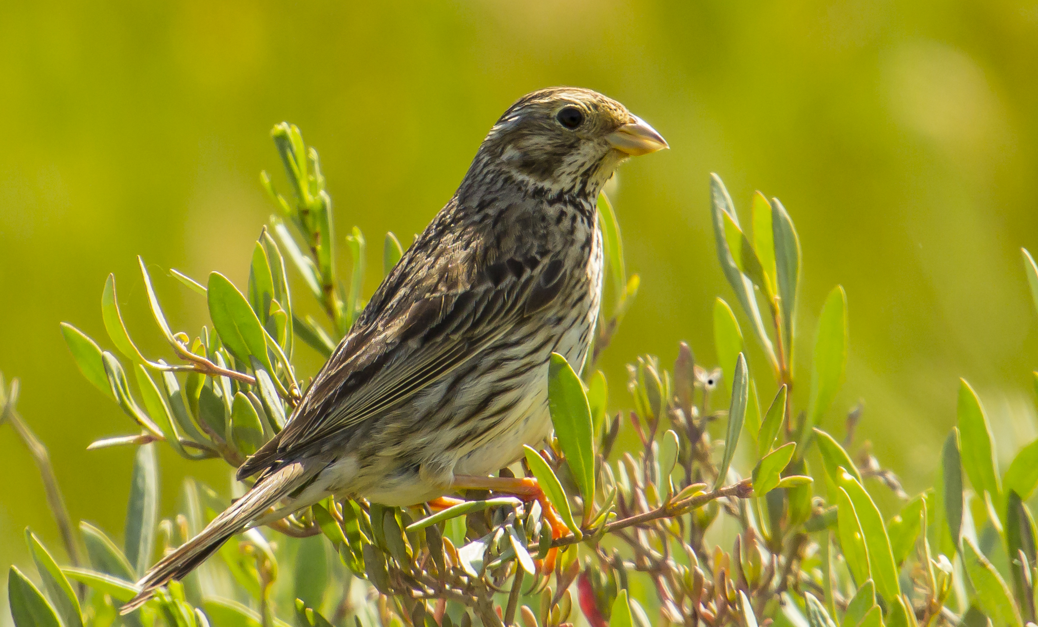 Strillozzo ( Emberiza  calandra)