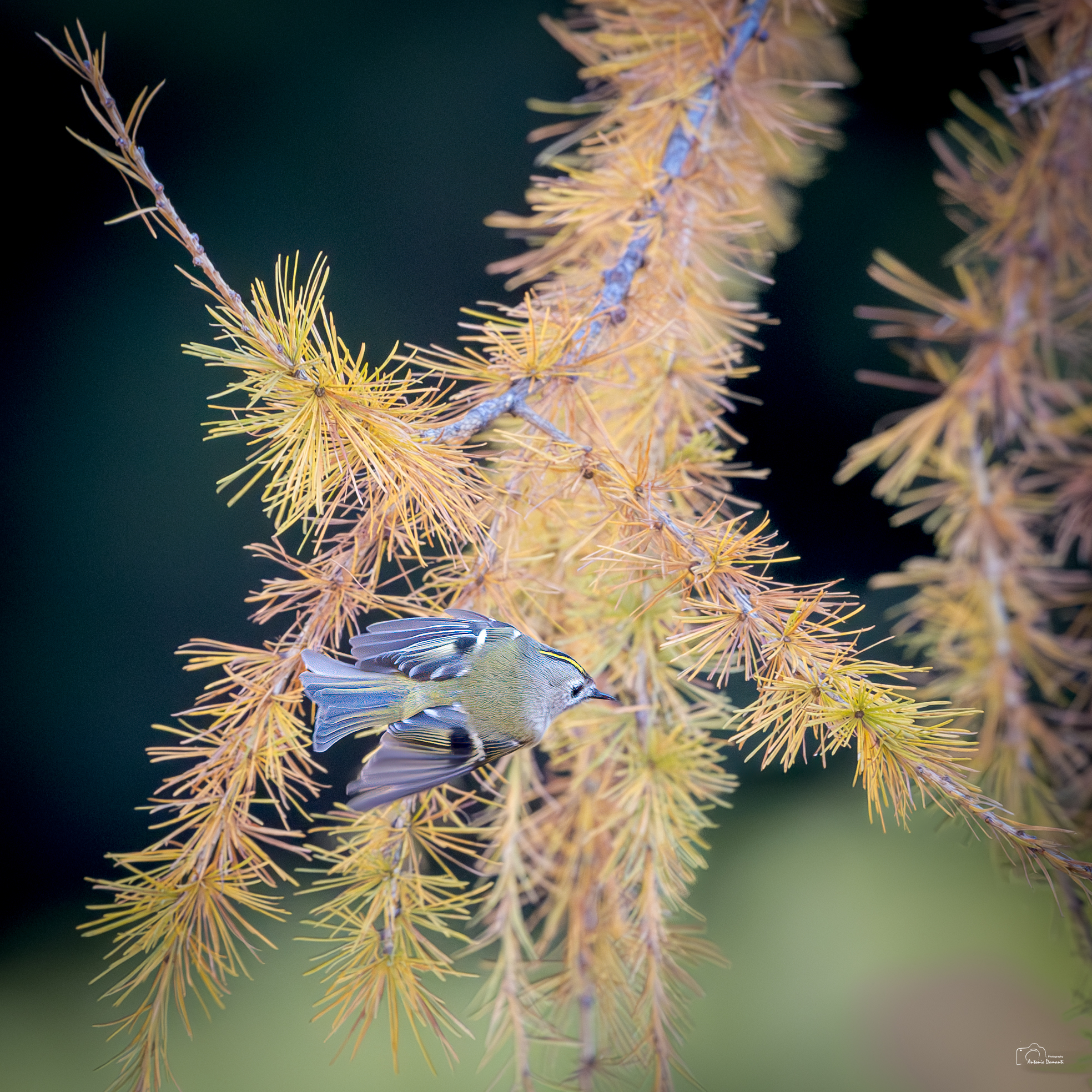 Straight edge in flight with needle-like background