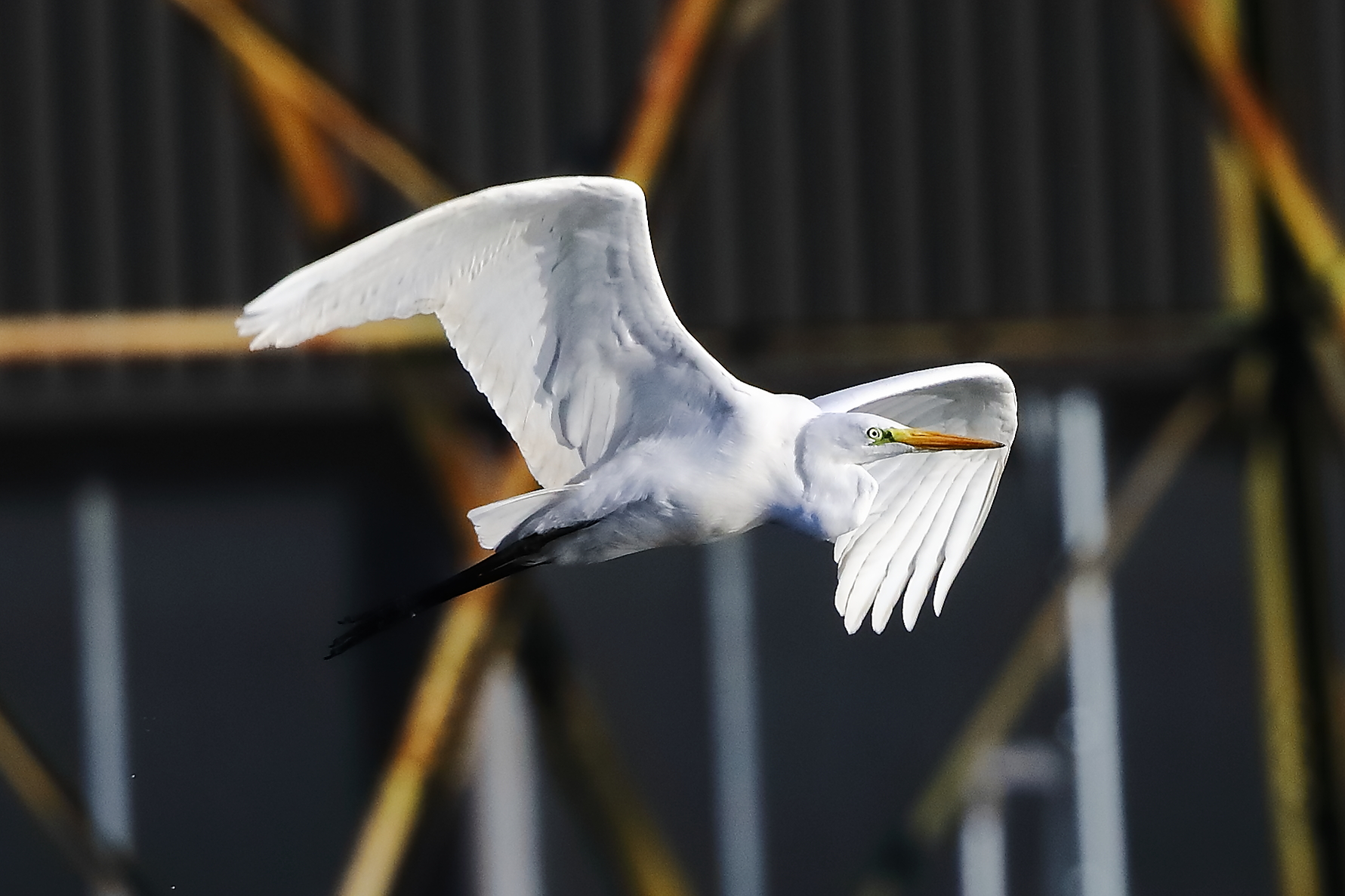 Heron BM November 2023