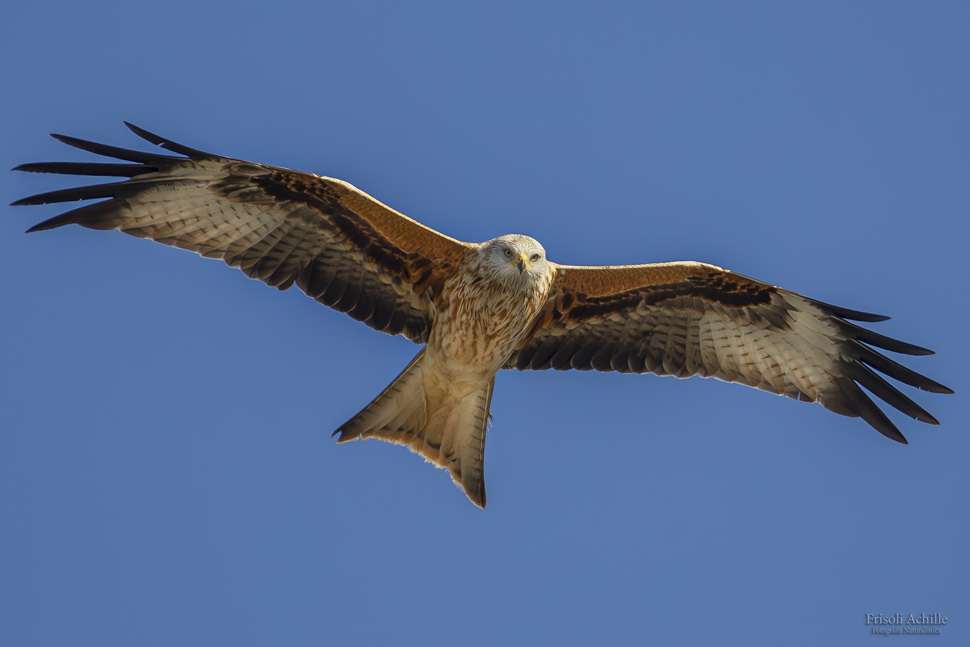 Red kite