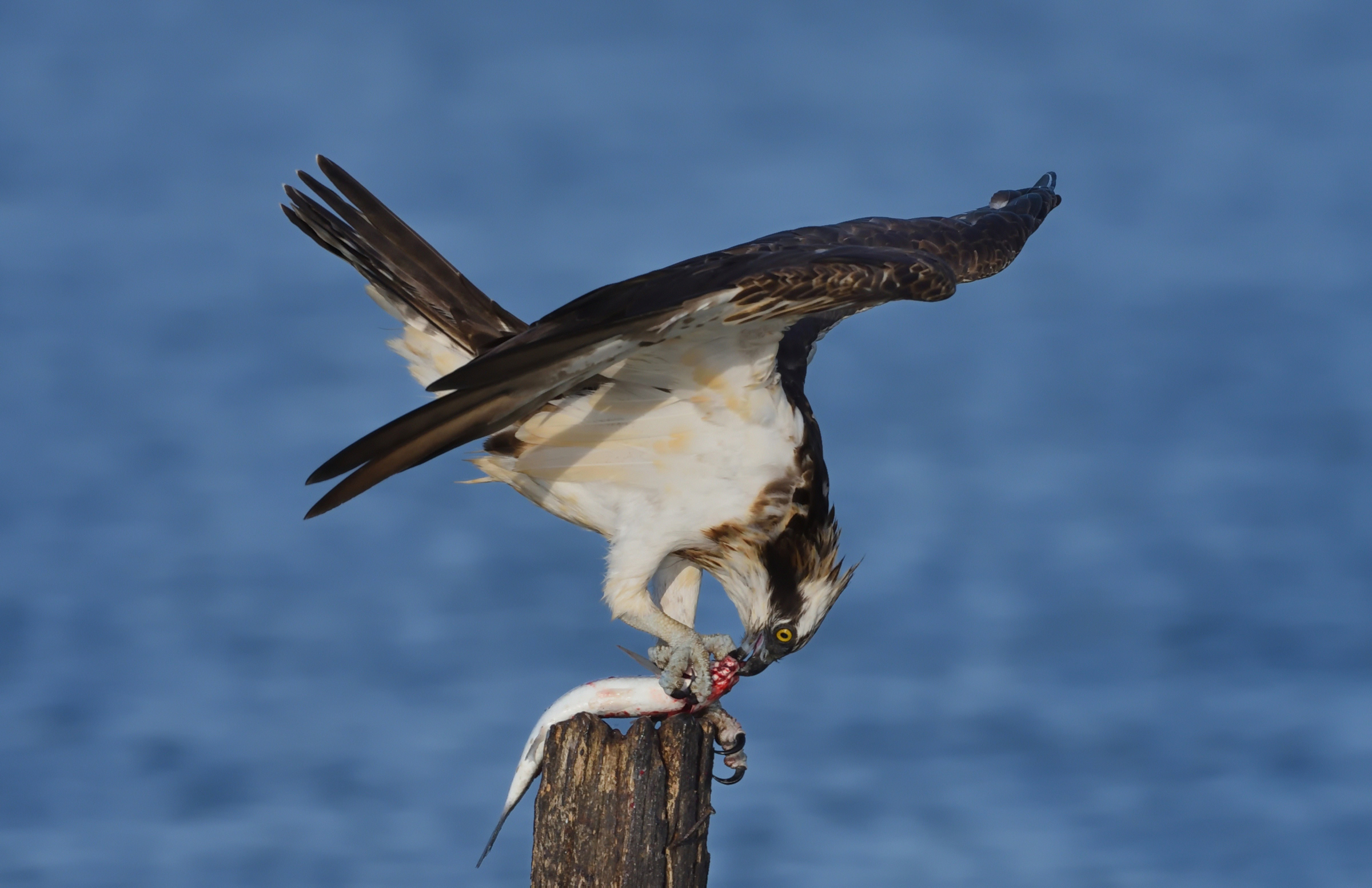 La prima colazione ...