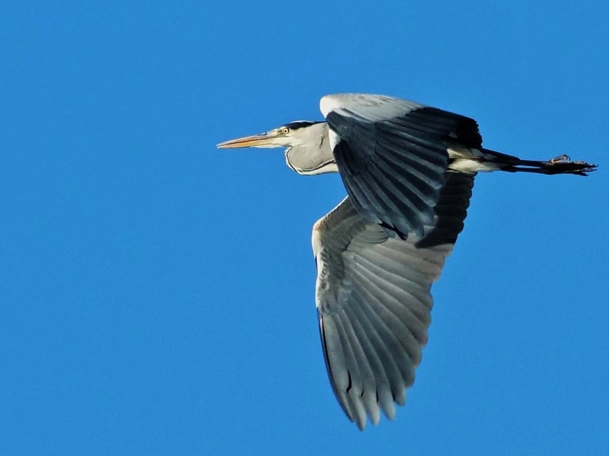 Il volo del "cenerino" (Ardea cinerea)