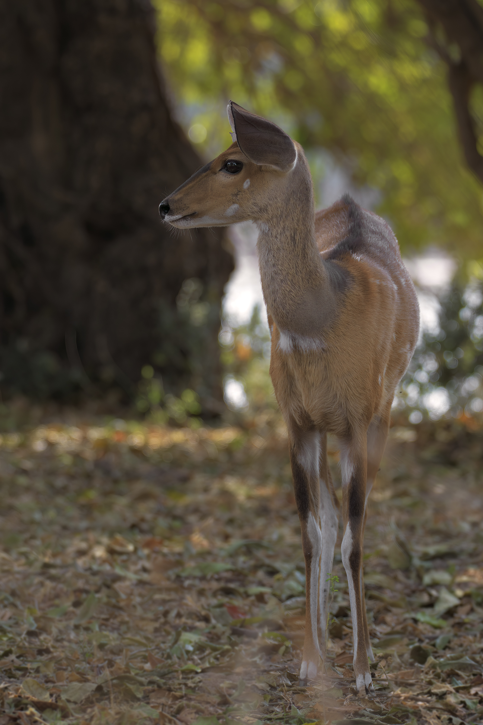 BushBuck