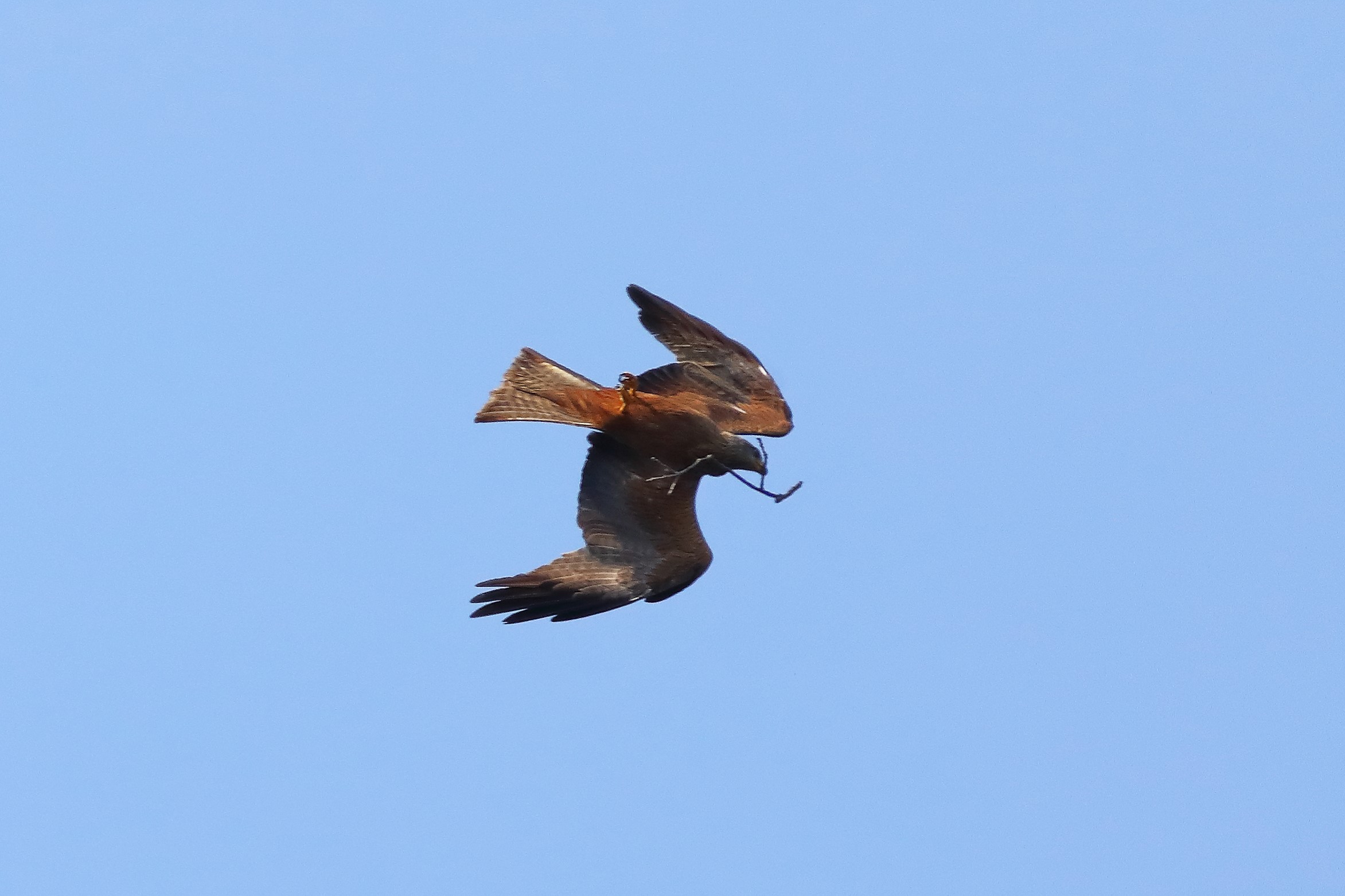 Black Kite 26-06-2023