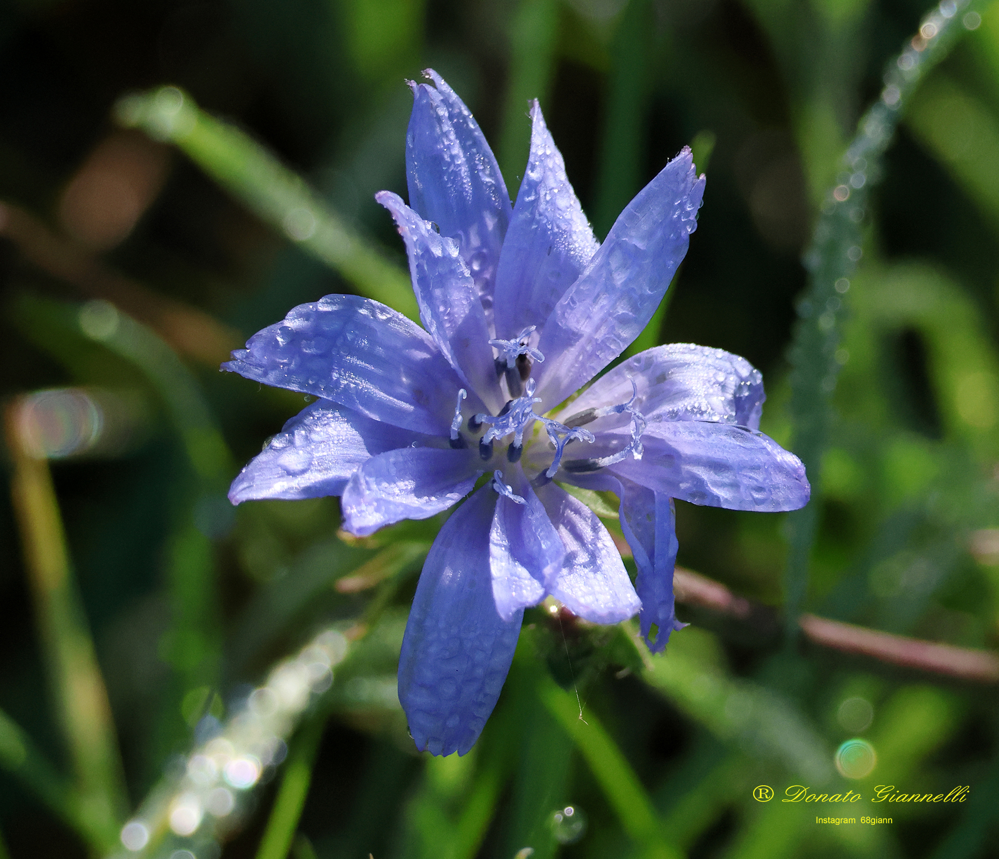 Chicory flower