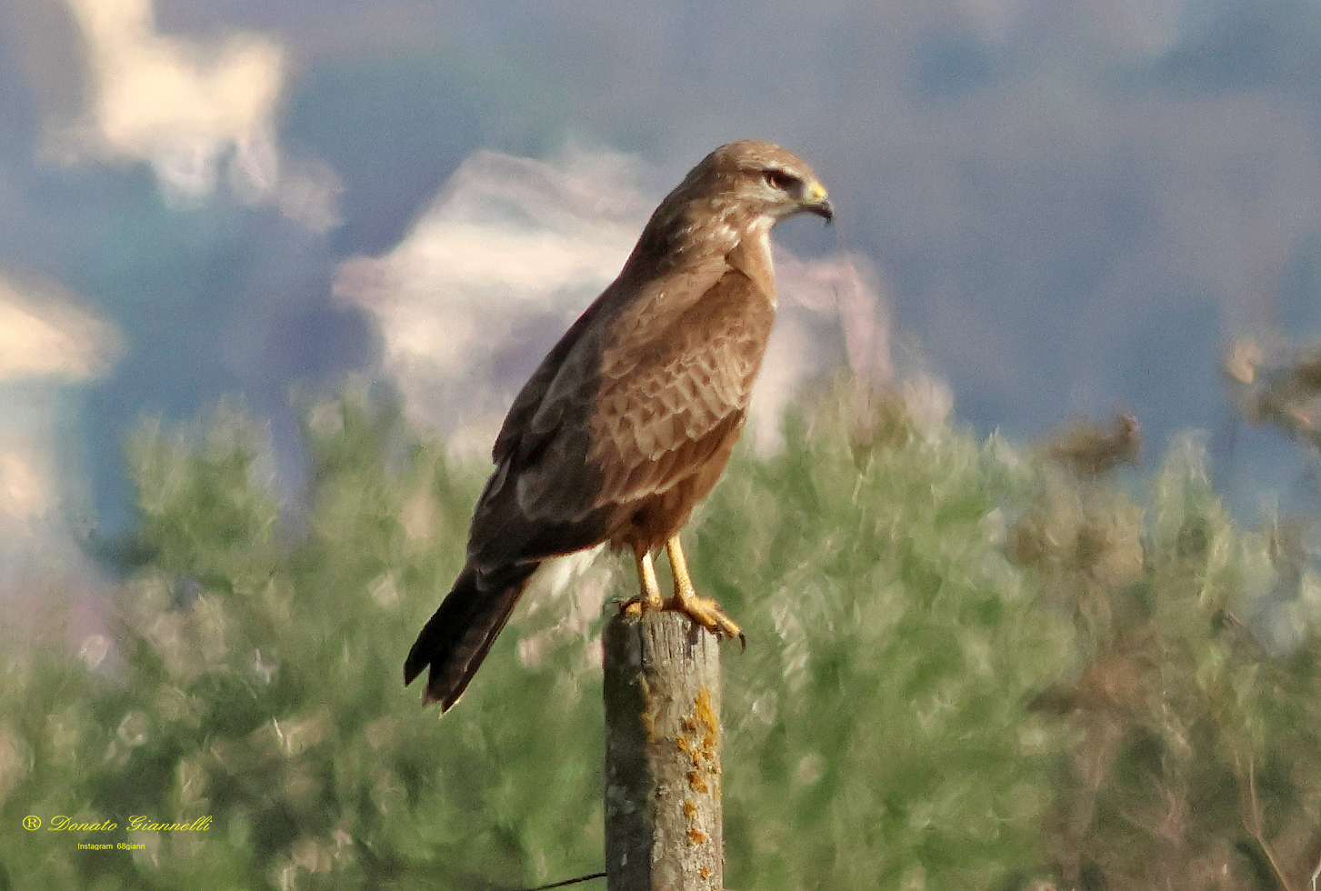Buzzard