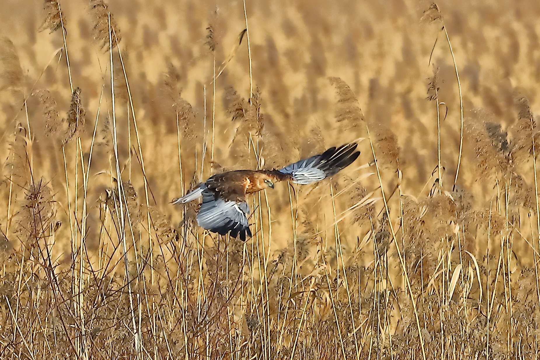 Marsh Harrier January 21, 2022