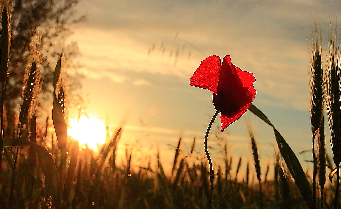 Papavero in controluce