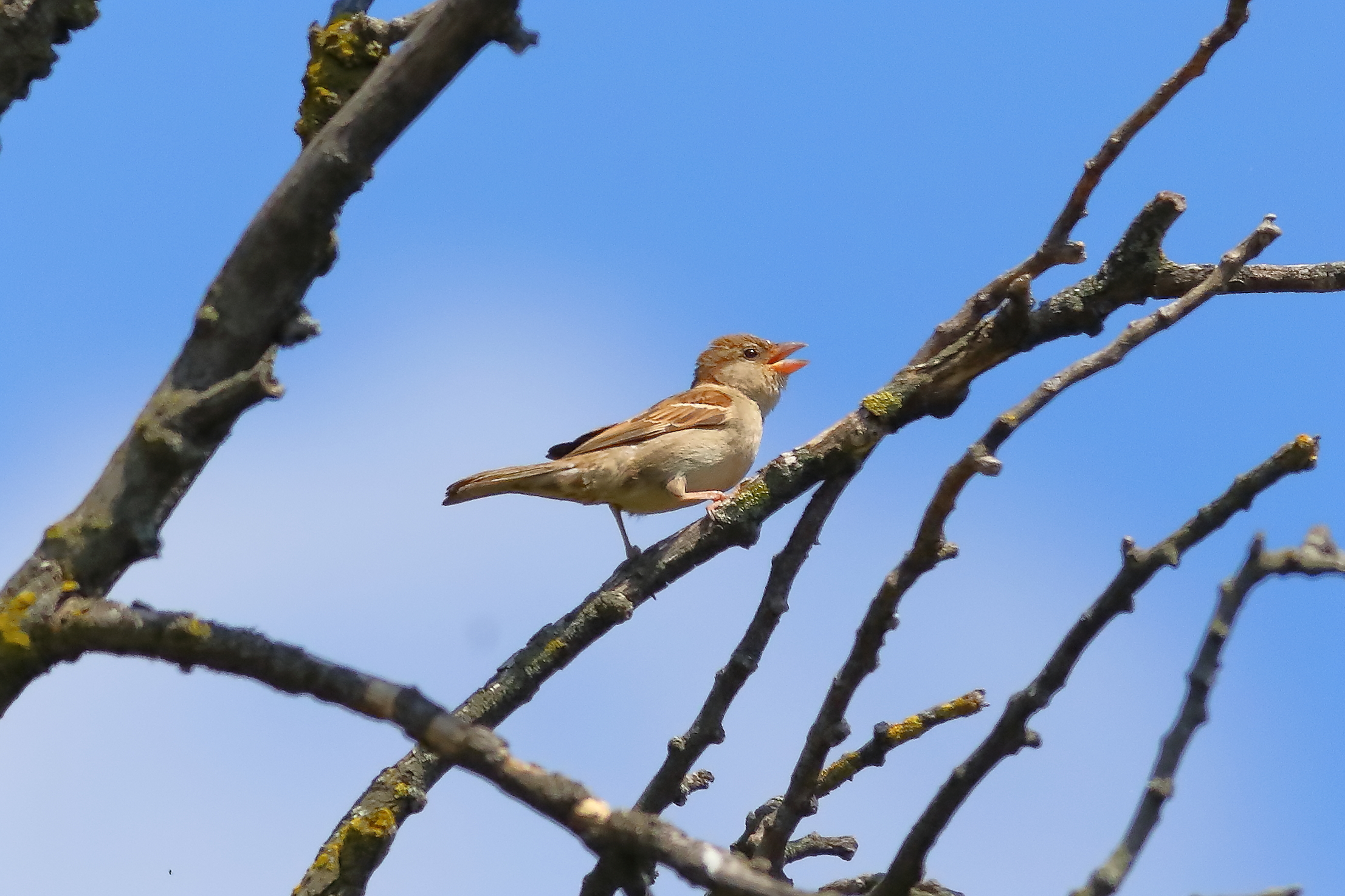 Sparrow 25-06-2023