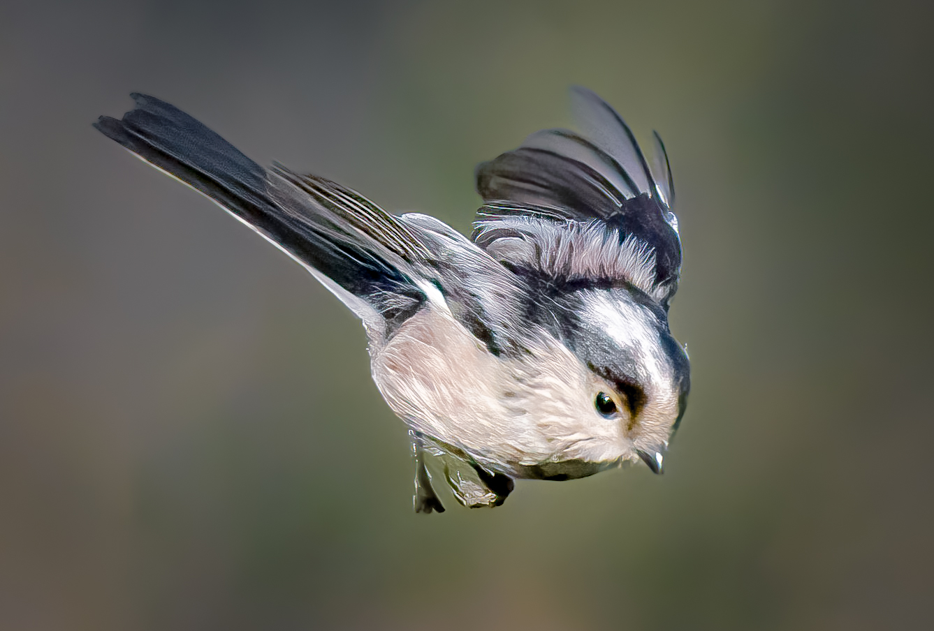 Codibugnolo in volo