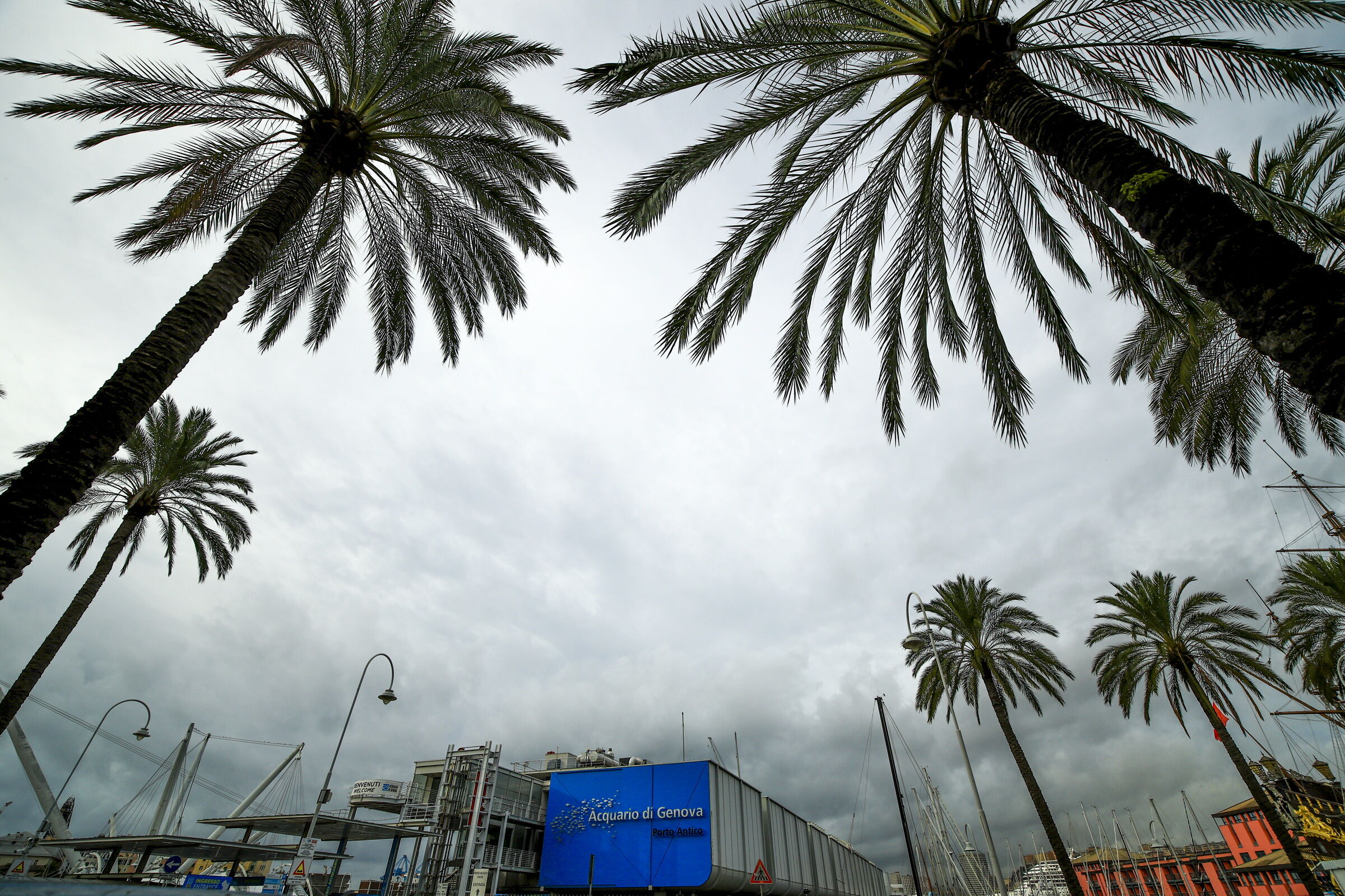 The palm trees of the aquarium