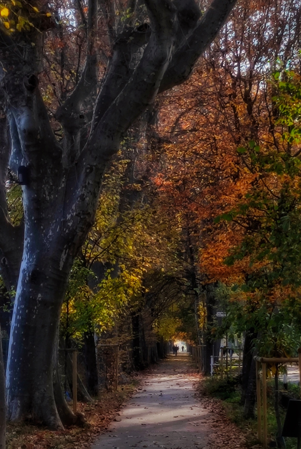 Passeggiando sul mio adorato viale