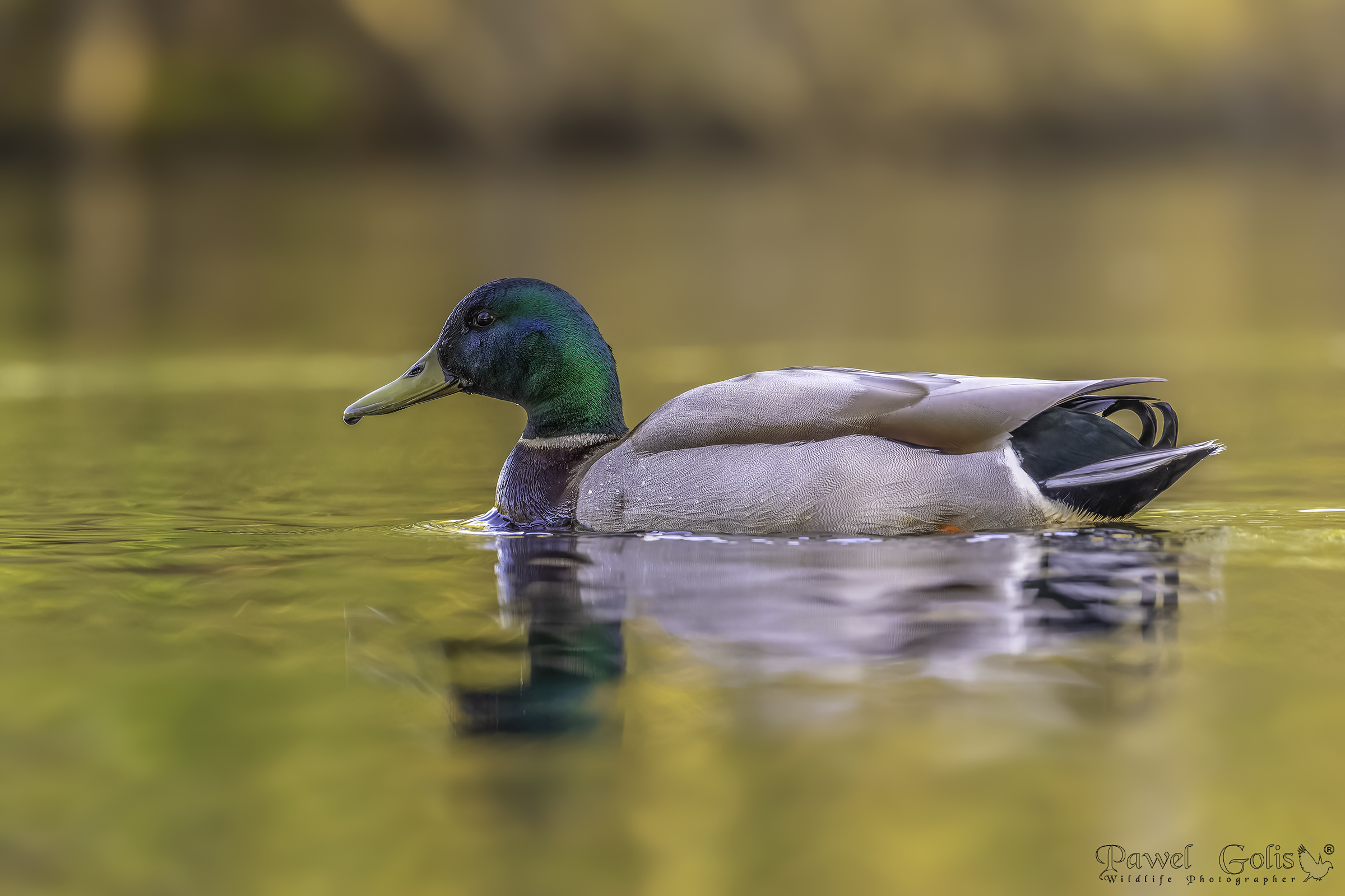Germano reale (Anas platyrhynchos)