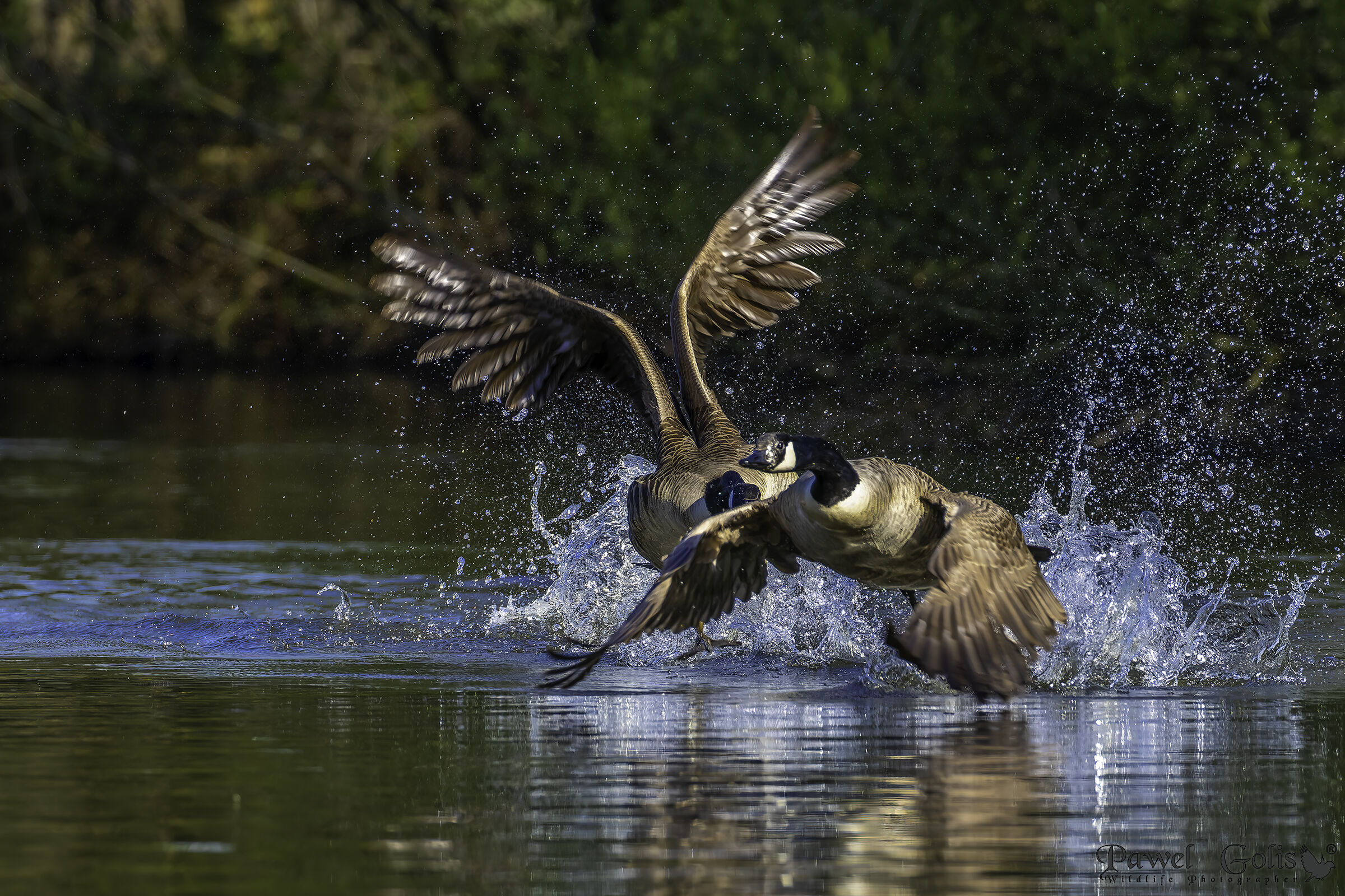 Oca canadese (Branta canadensis)