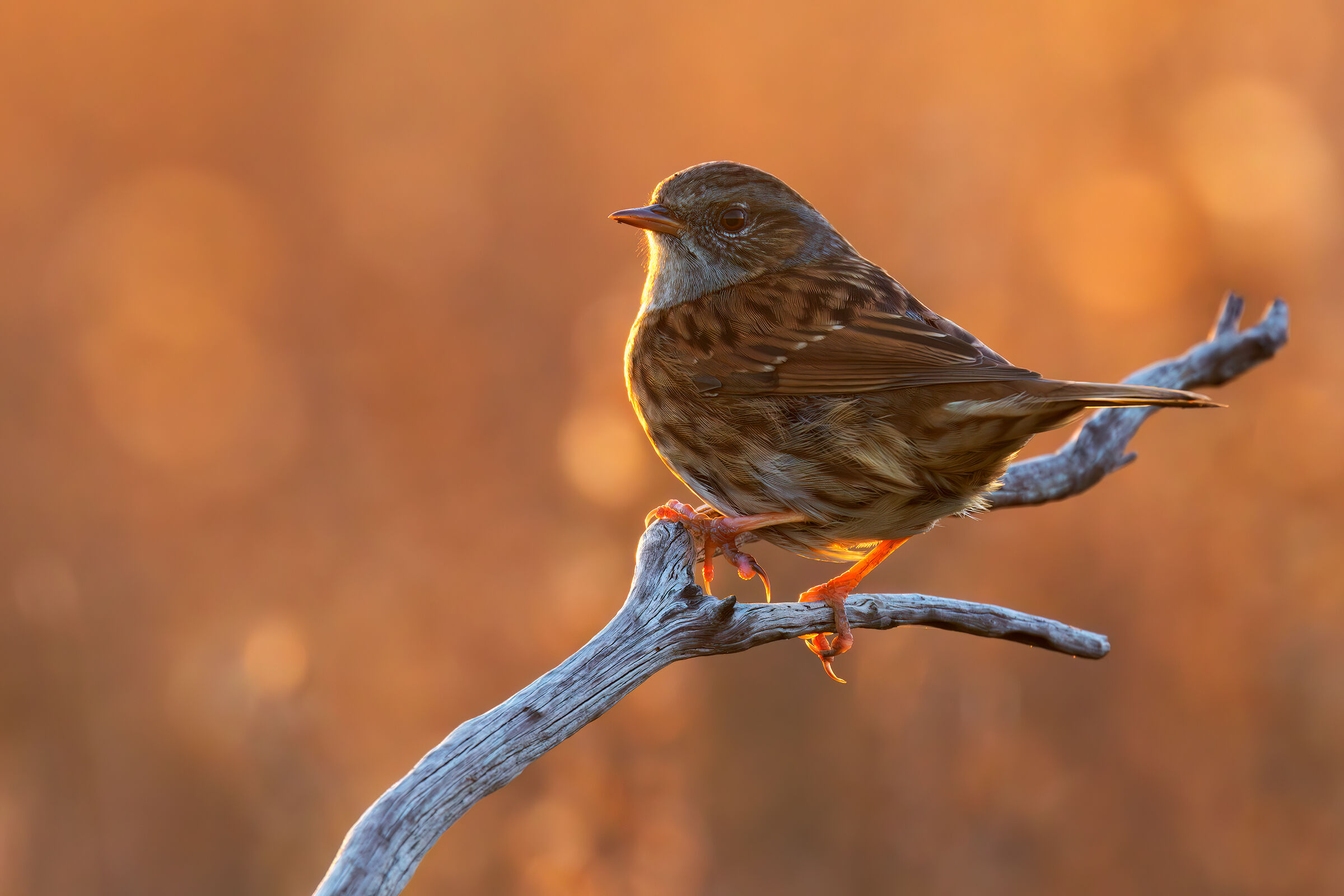 Dunnock