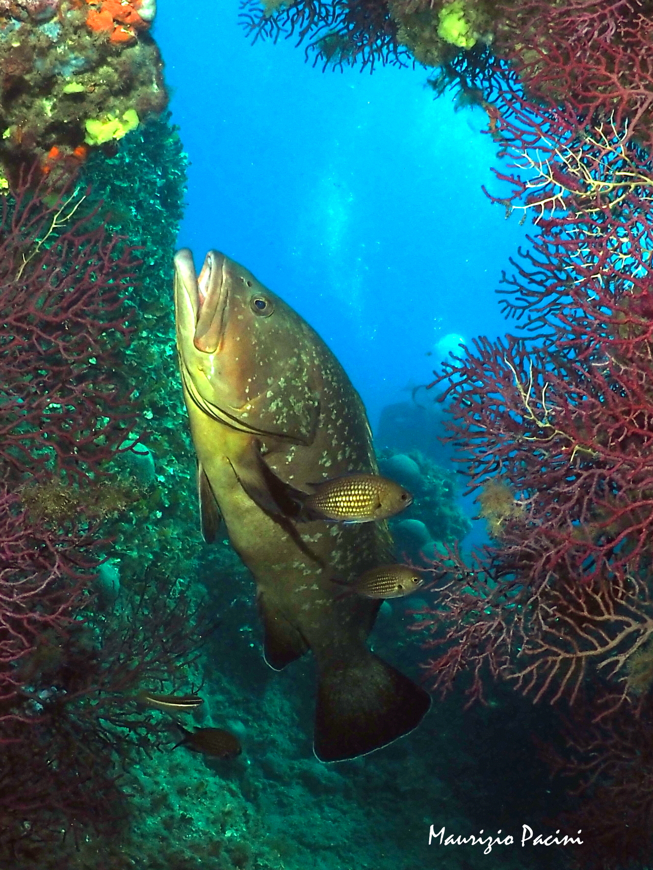 Giant grouper
