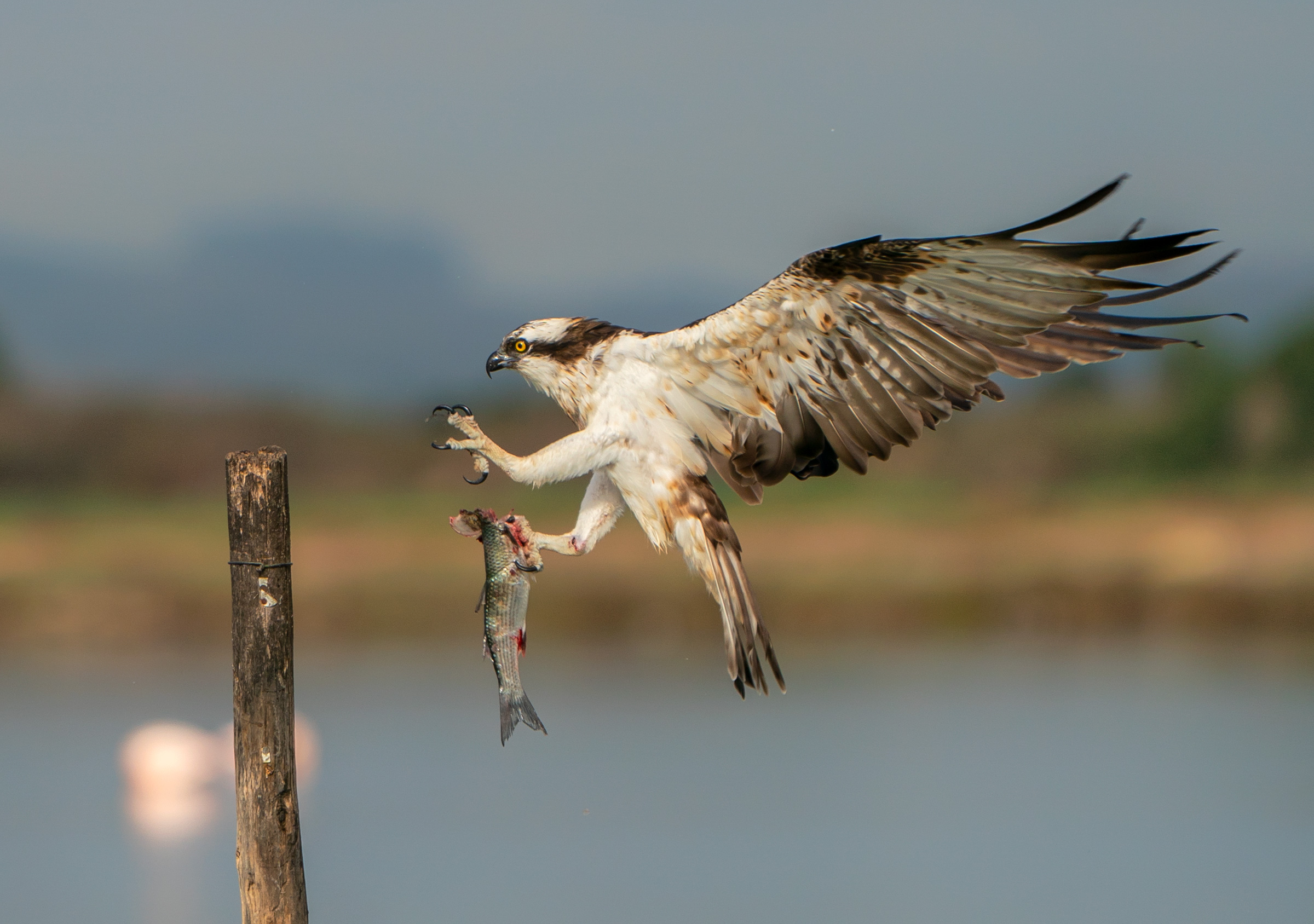 Osprey, Sinai Peninsula
