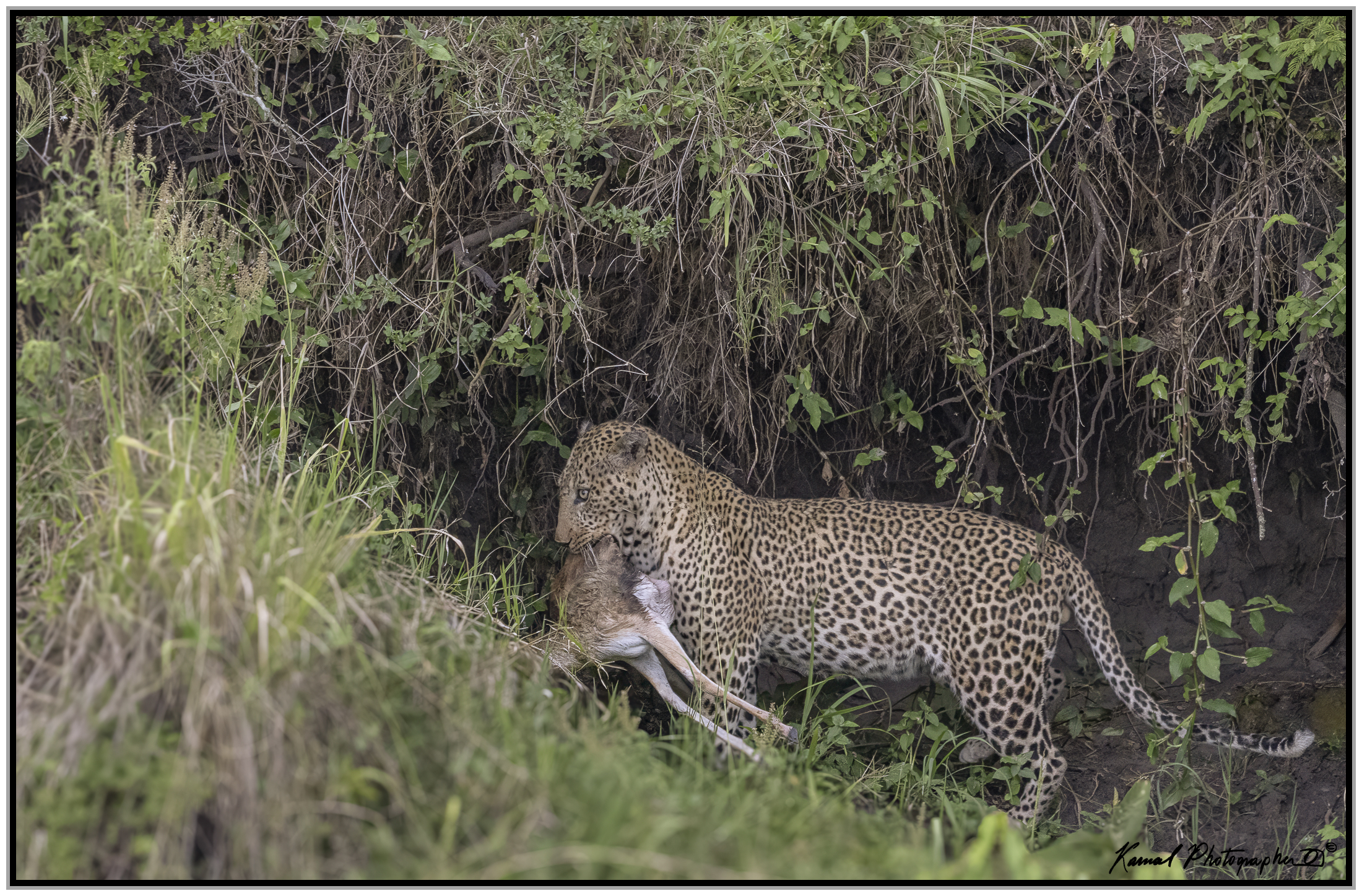 Leopardo(Panthera pardus)