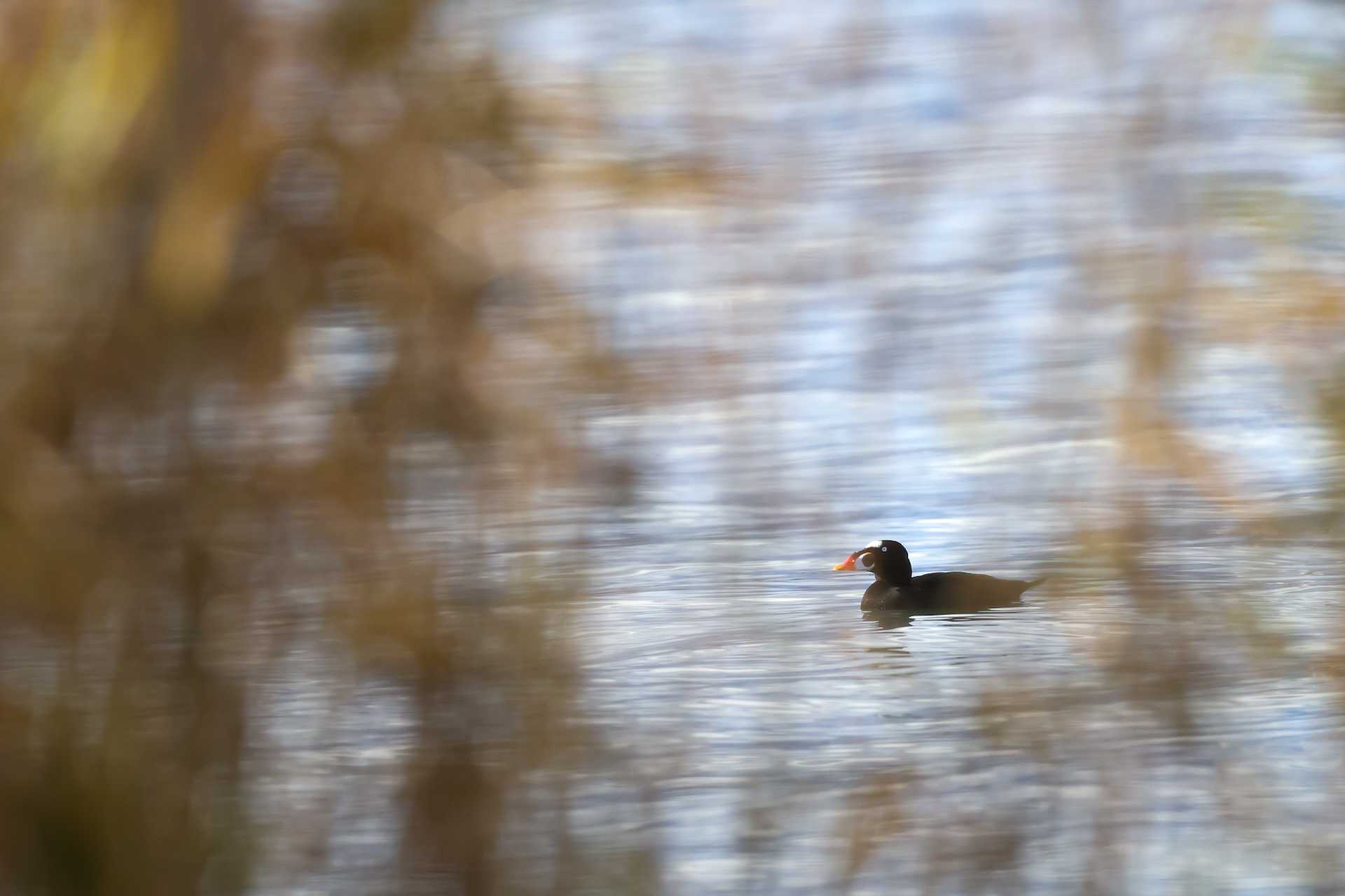 Spectacled sea ogre in the reeds