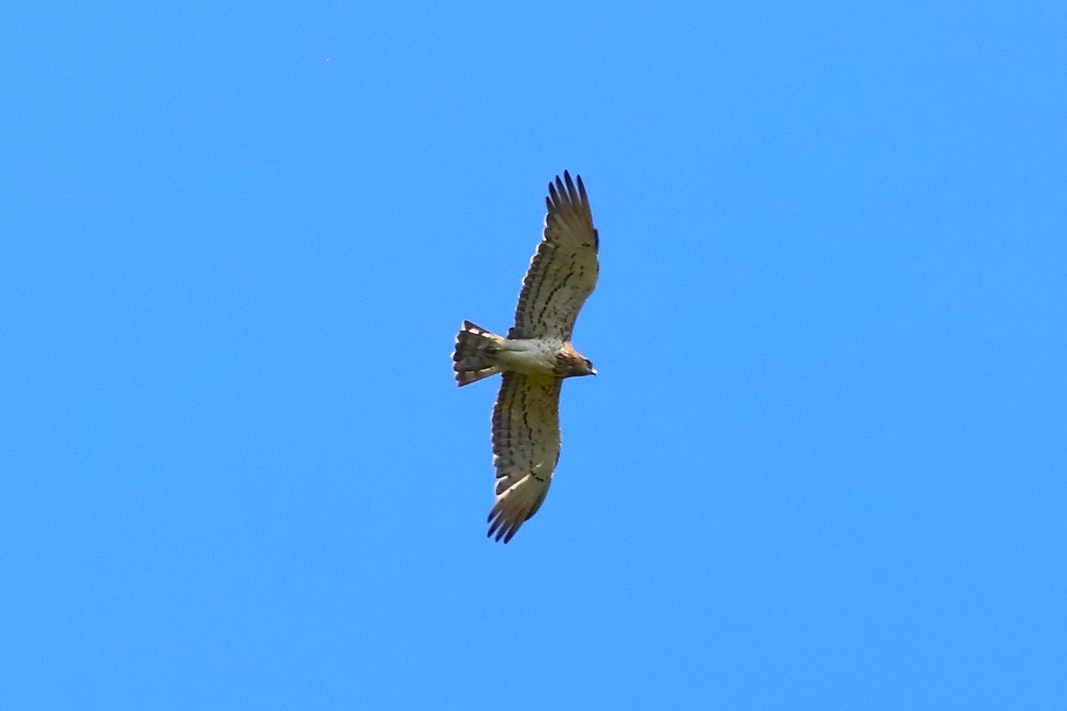 Biancone luglio 2023