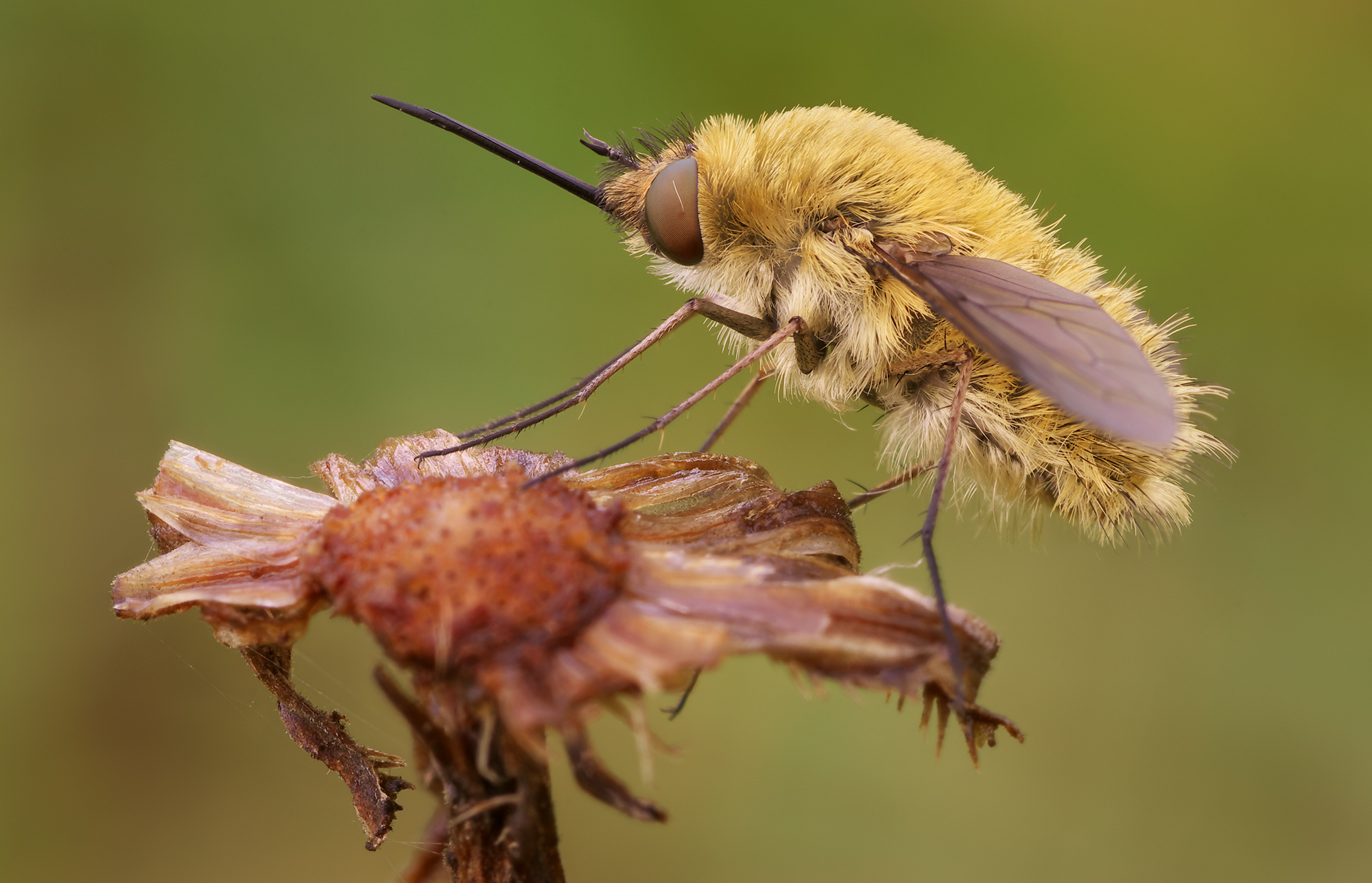 Bombyliidae