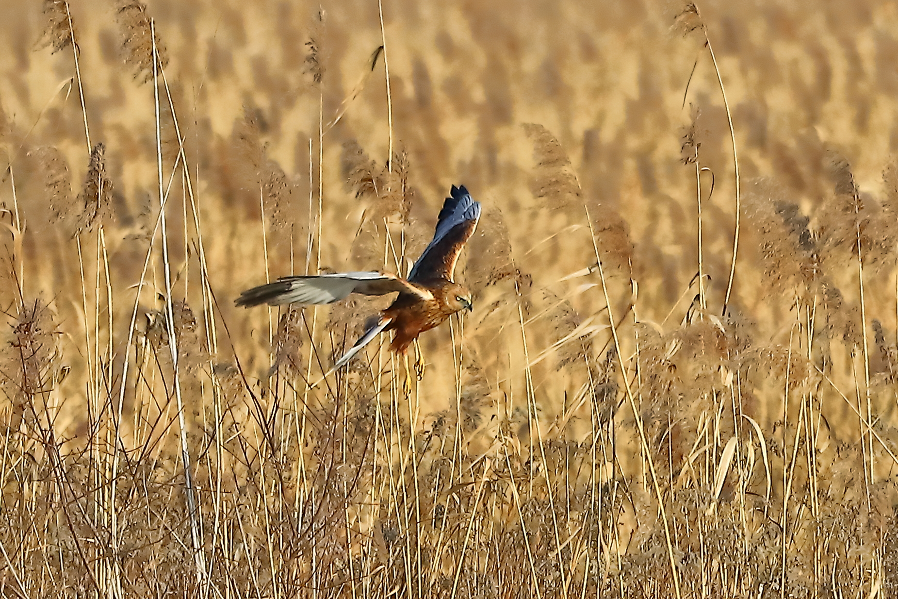 Marsh Harrier January 21, 2022 -0116
