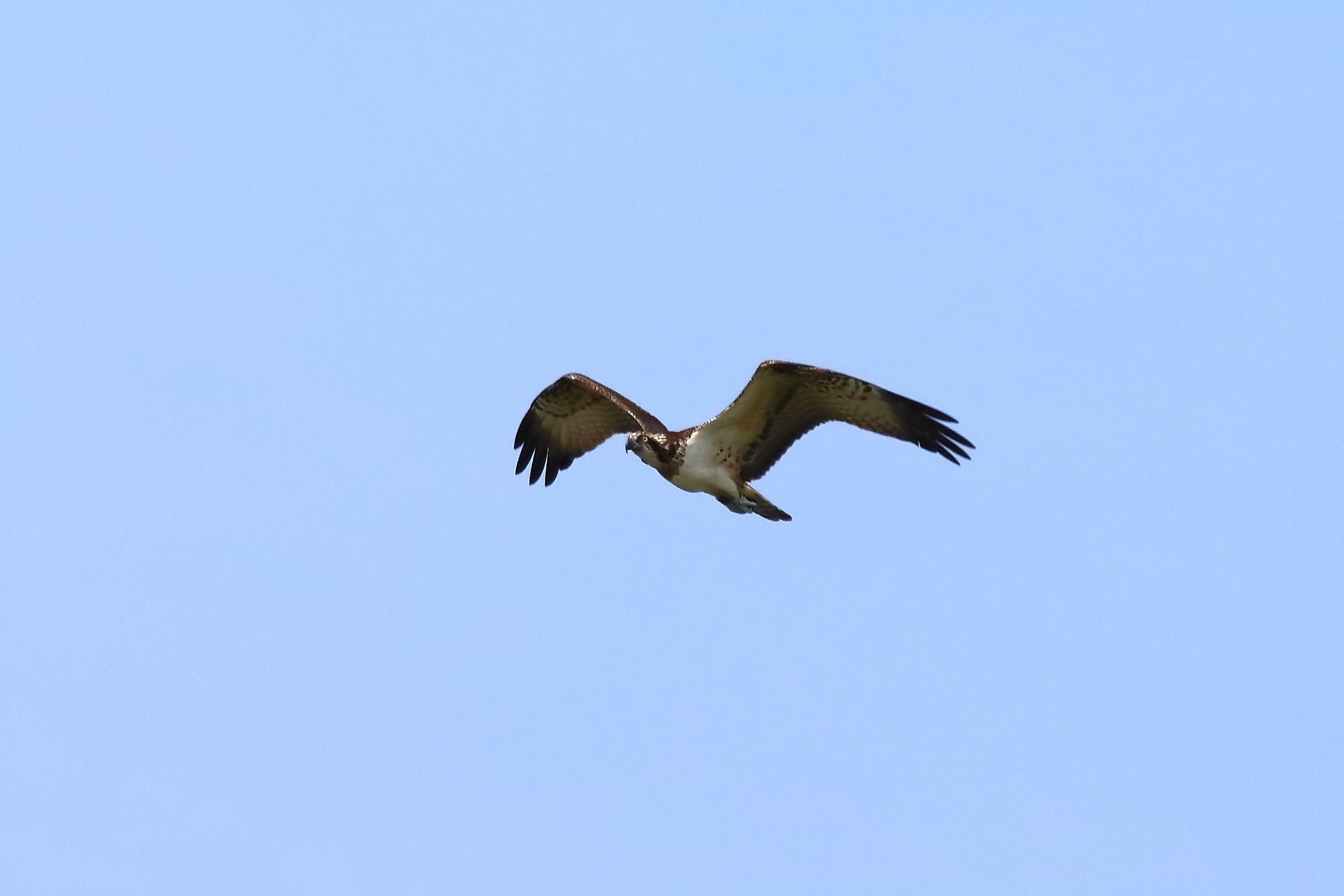 Osprey 04-09-2023