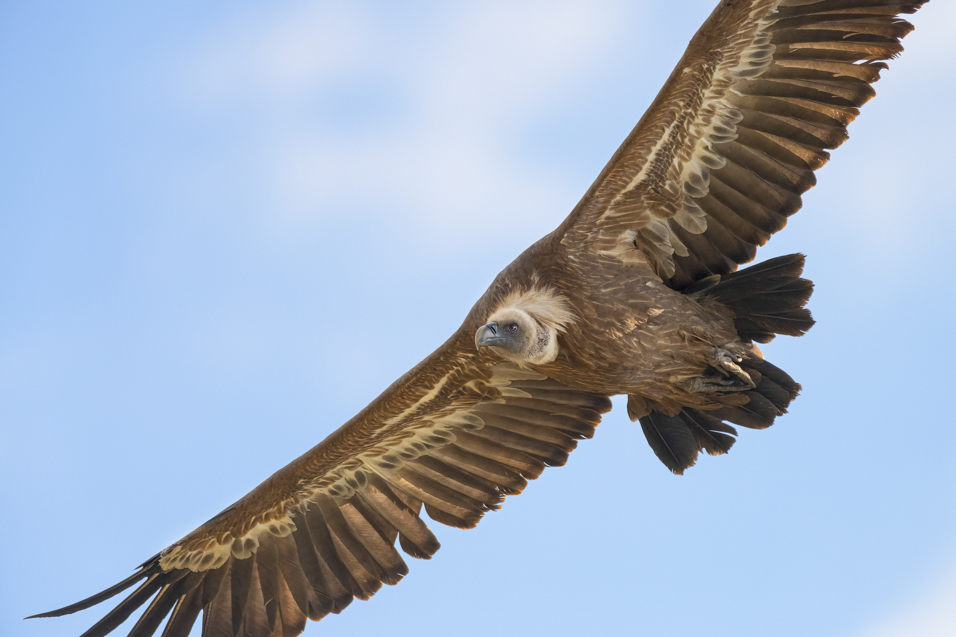 Griffon vulture (fulvus)