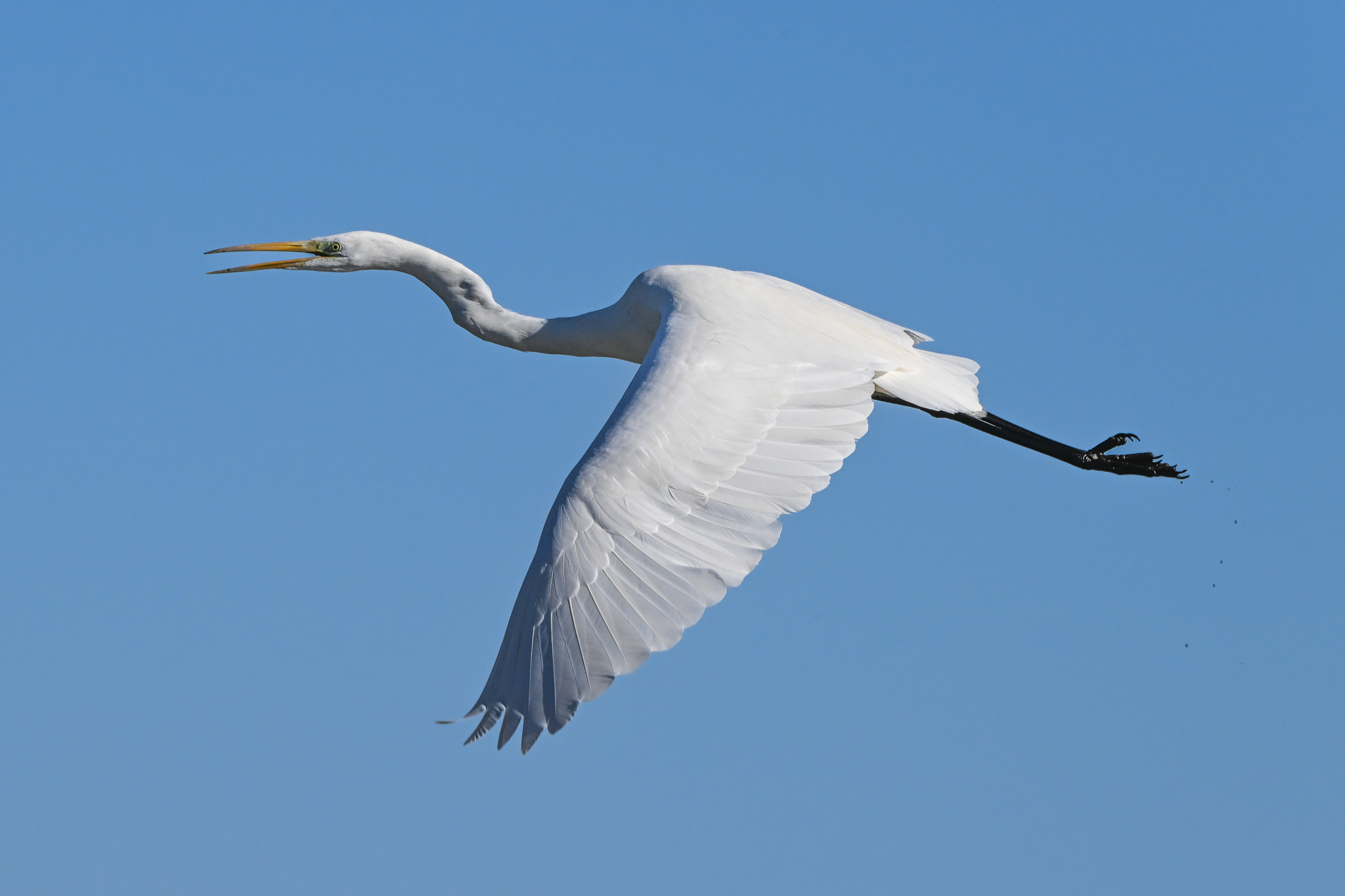 White heron taking off