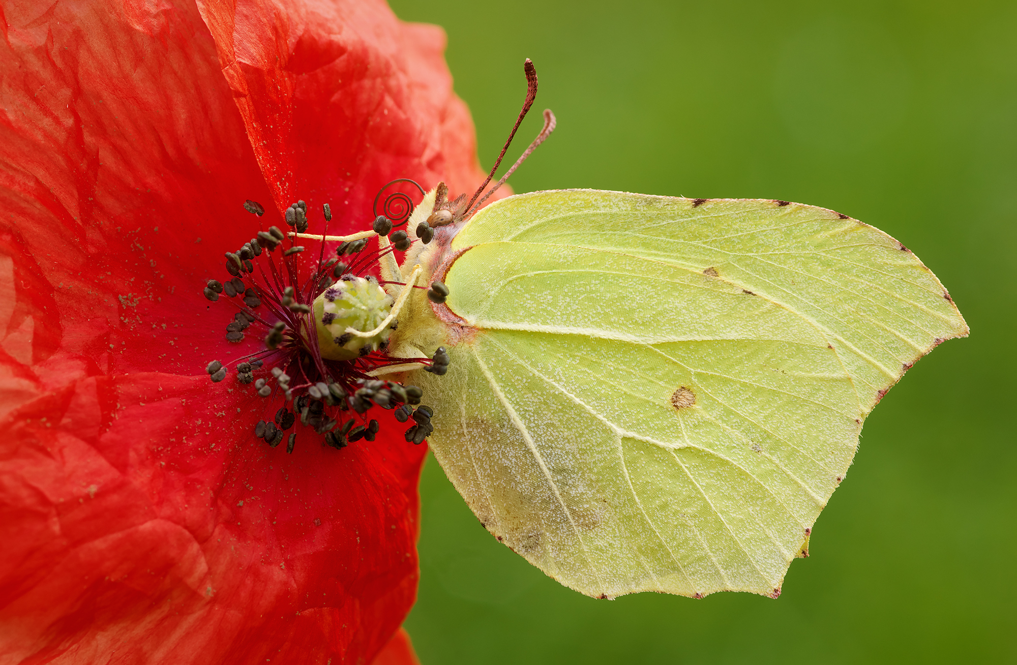 Rhamni di Gonepteryx