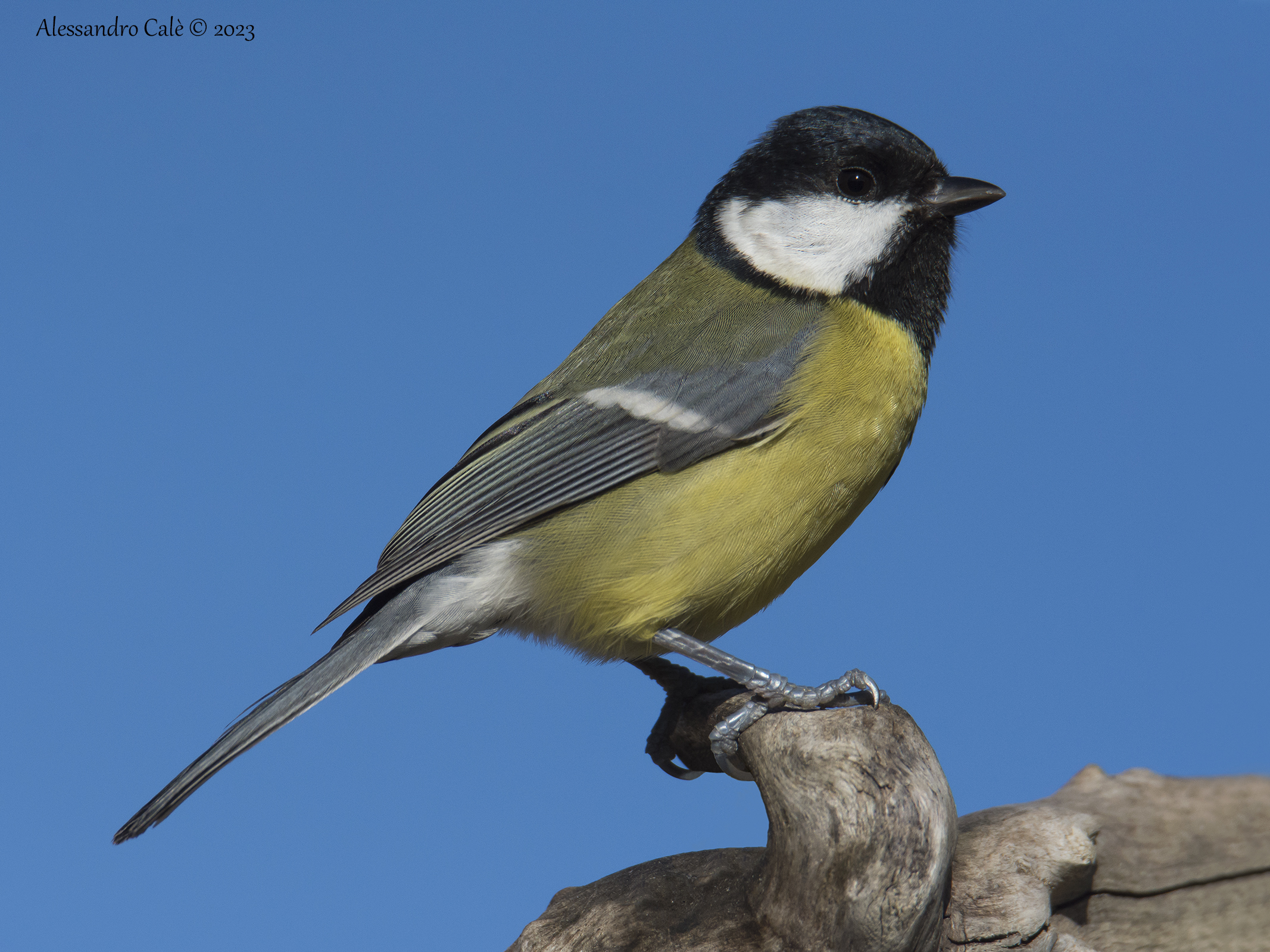 Parus major (Cinciallegra) 1524