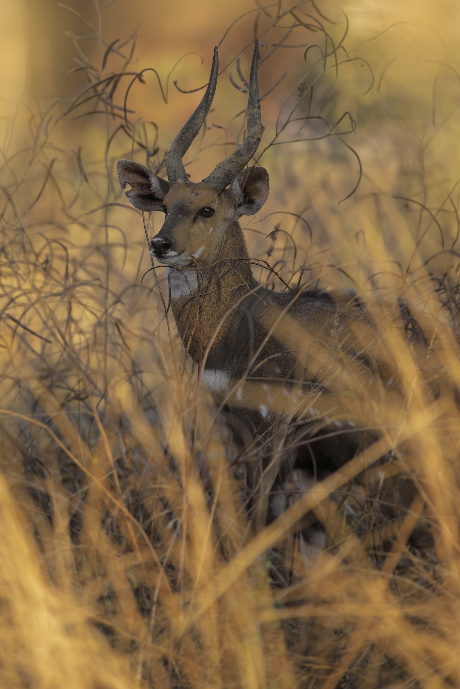 The Last BushBuck