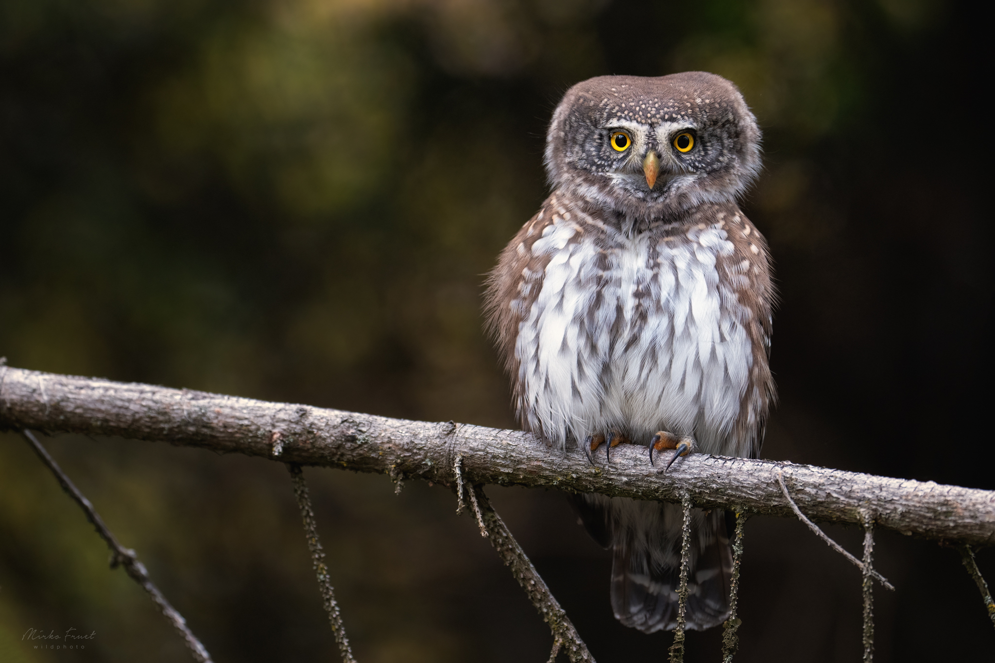 Dwarf owl