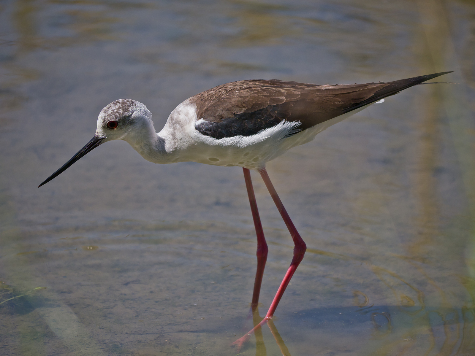 Cavaliere d' Italia (femmina)