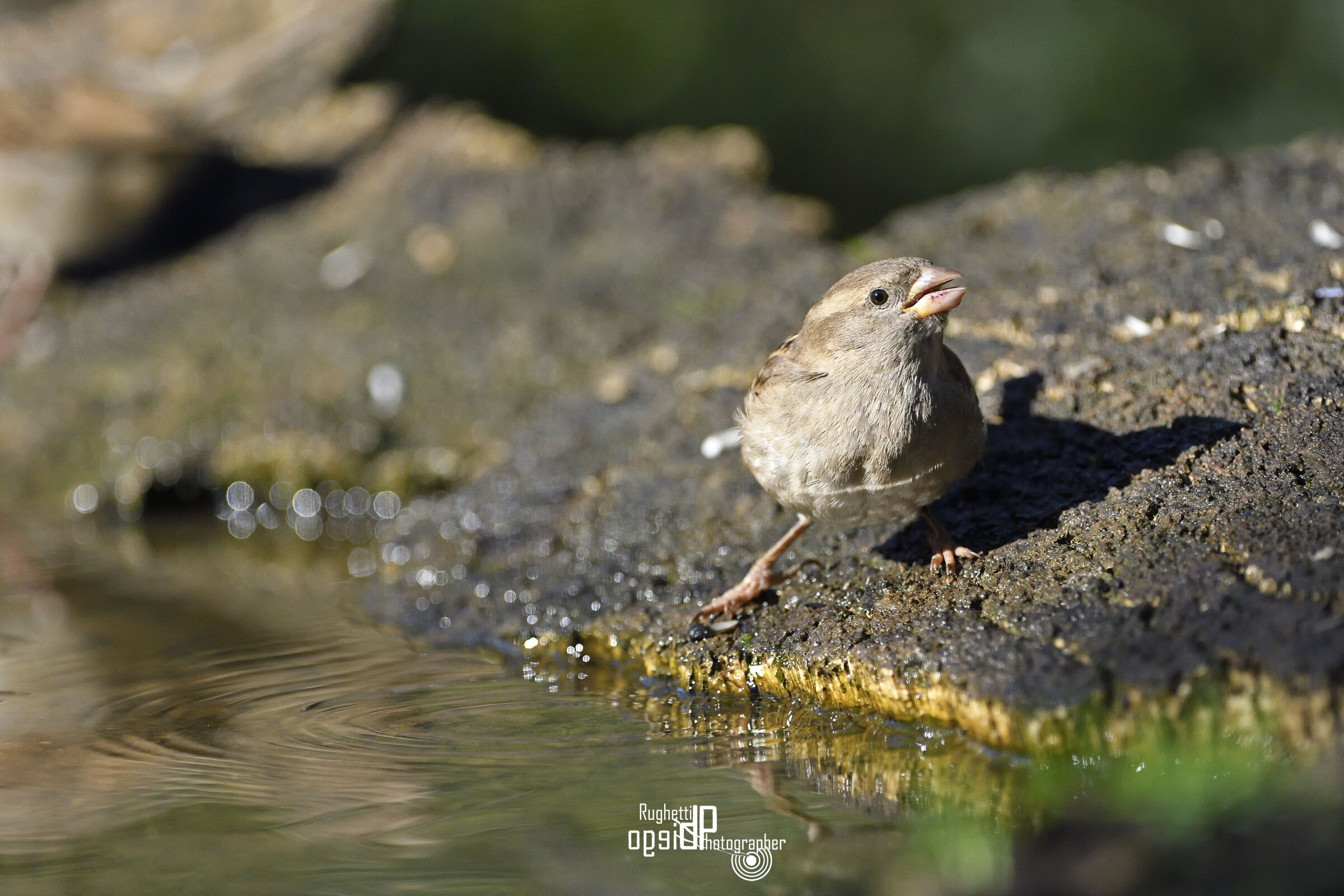Sparrow