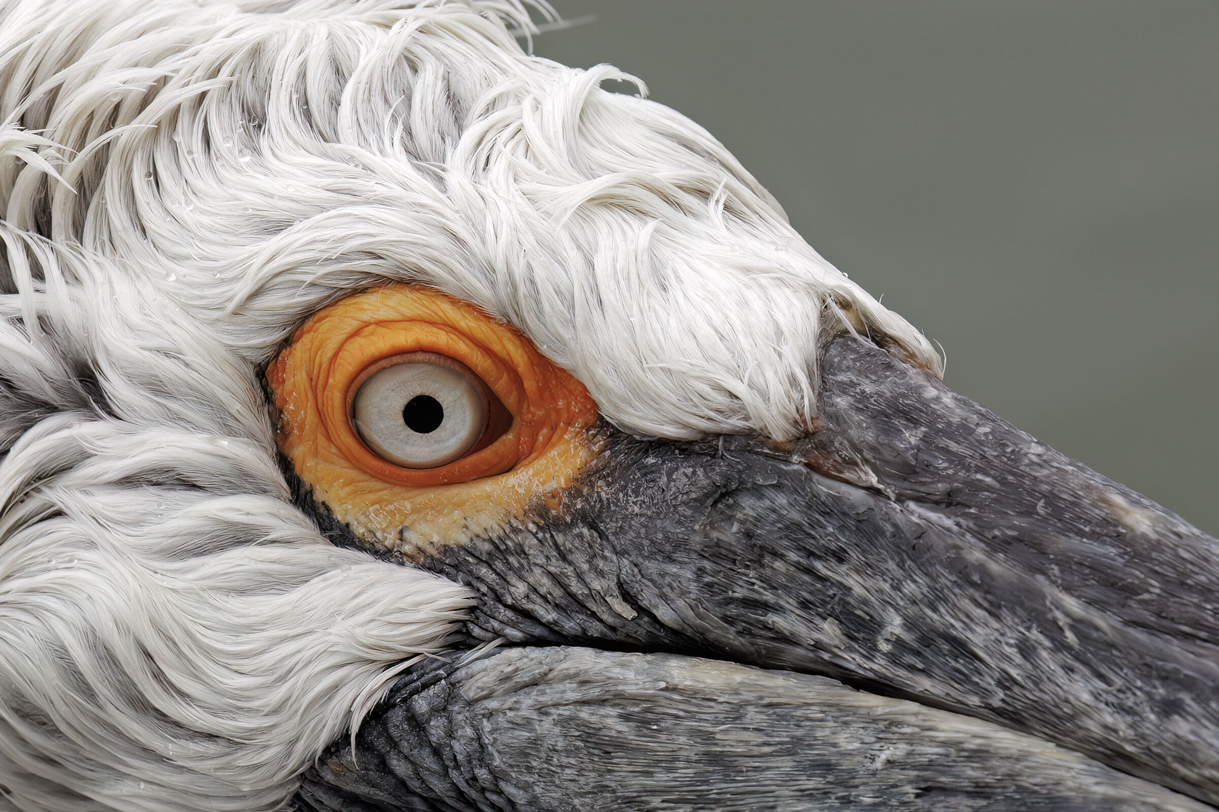 Close up Pellicano dalmata