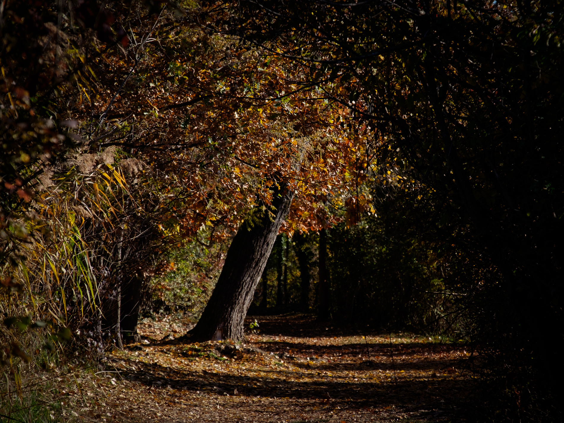 Vieni, c'è una strada nel bosco...