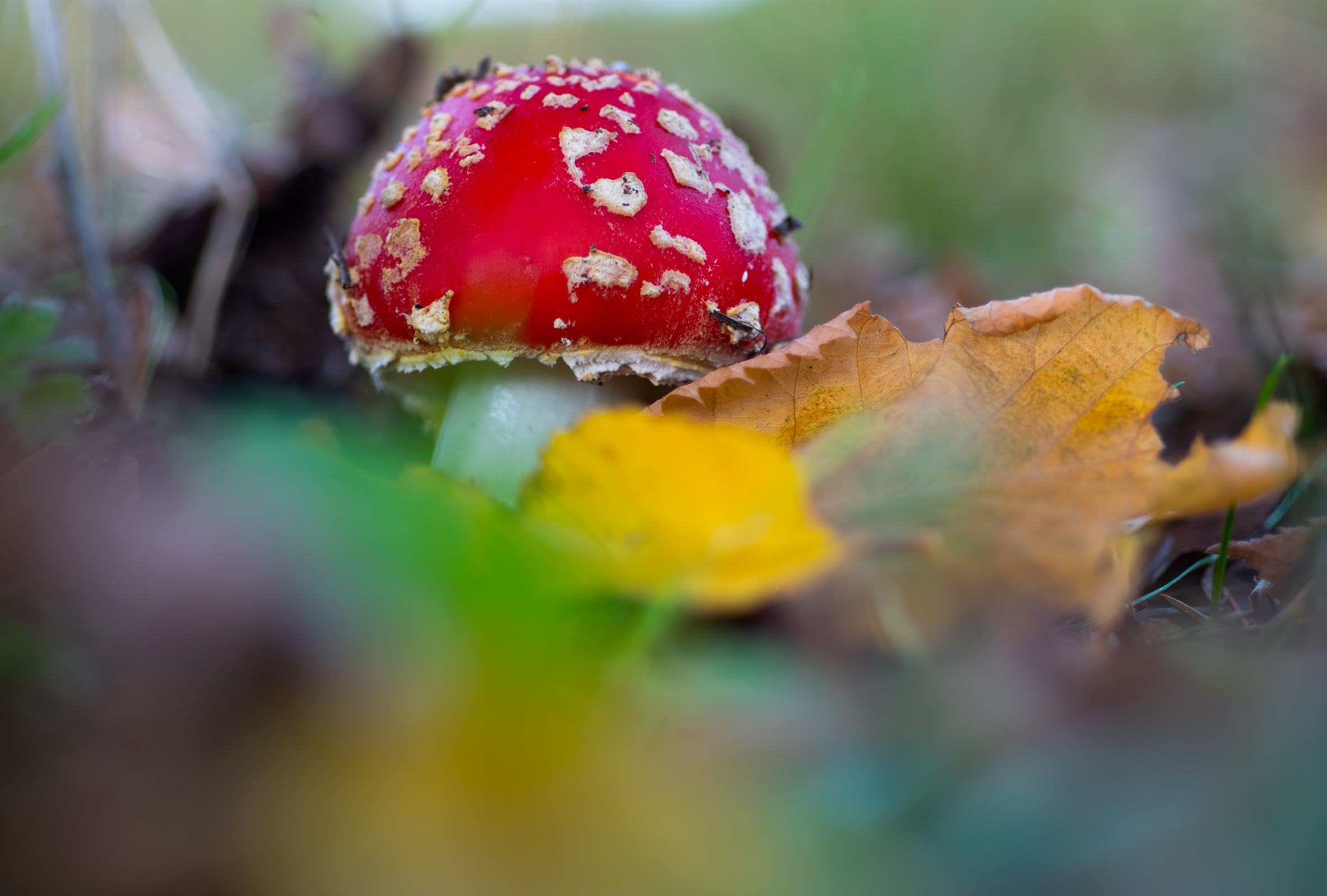 Amanita muscaria