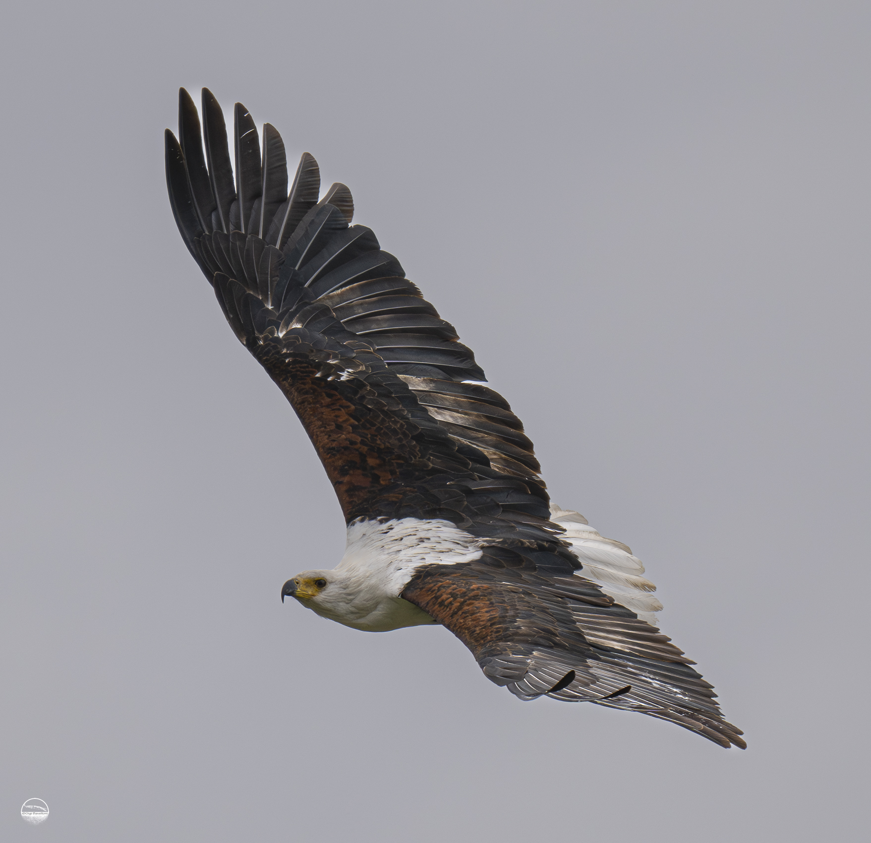 Howler Eagle