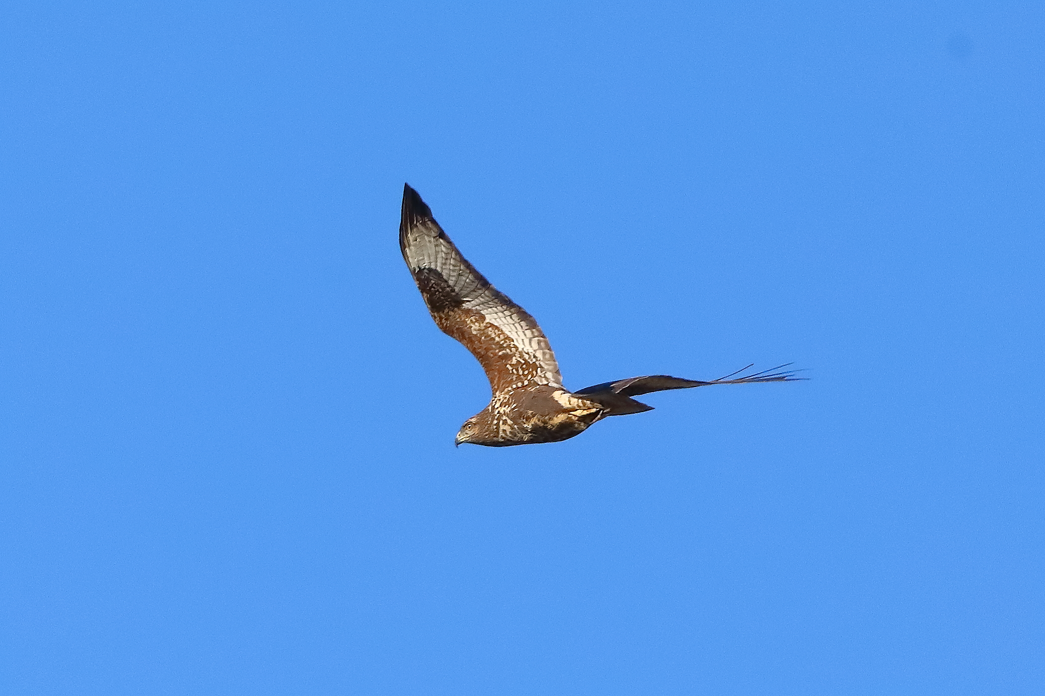 Poiana novembre 2023