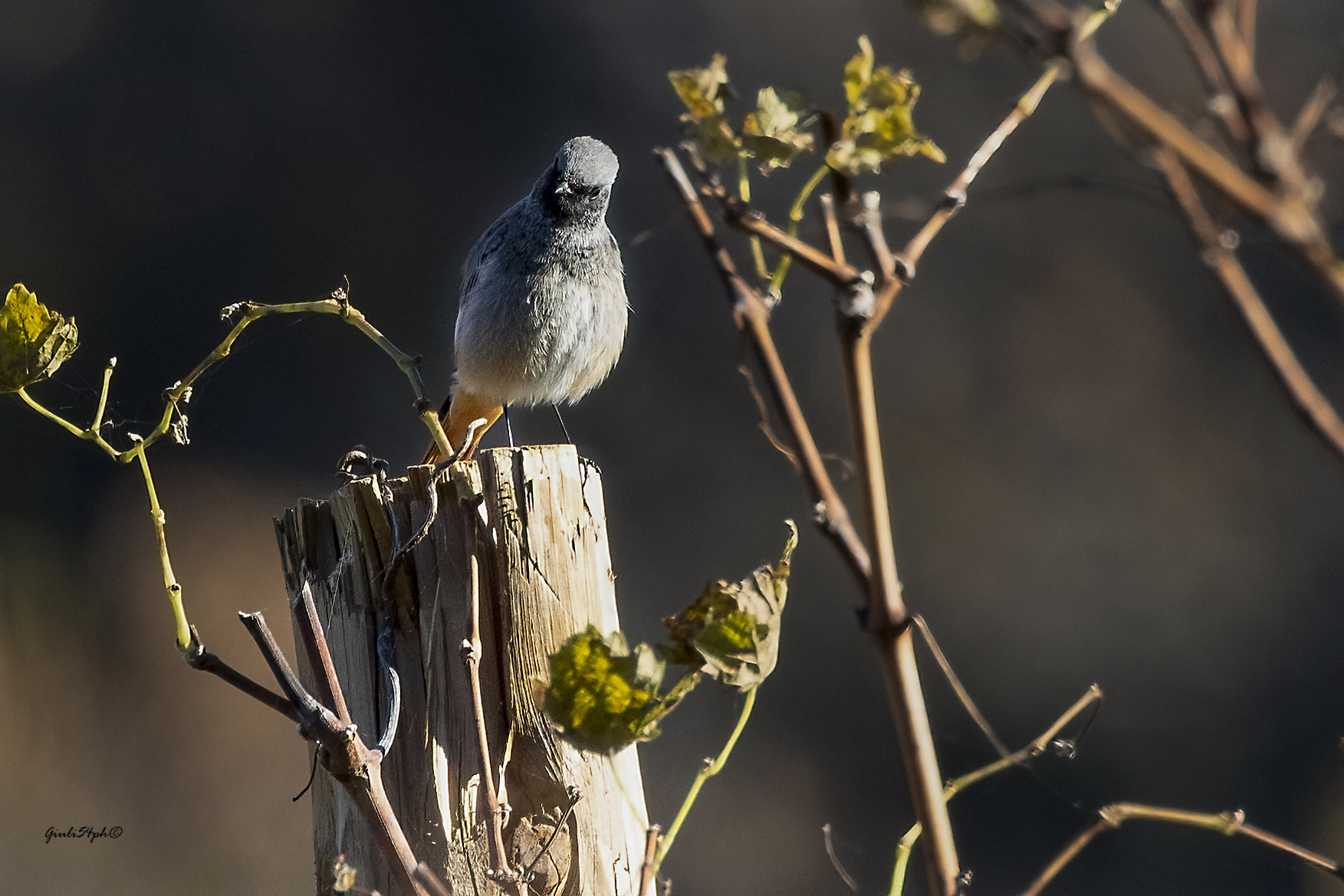 Codirosso spazza camino