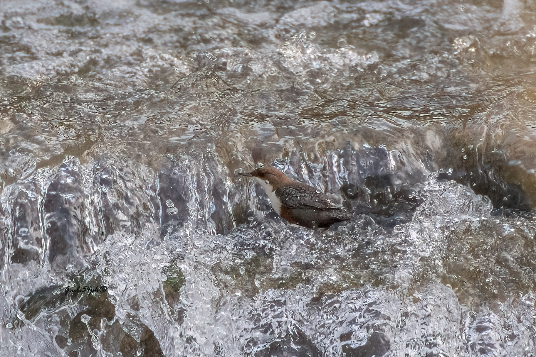 merlo acquaiolo il bagnetto