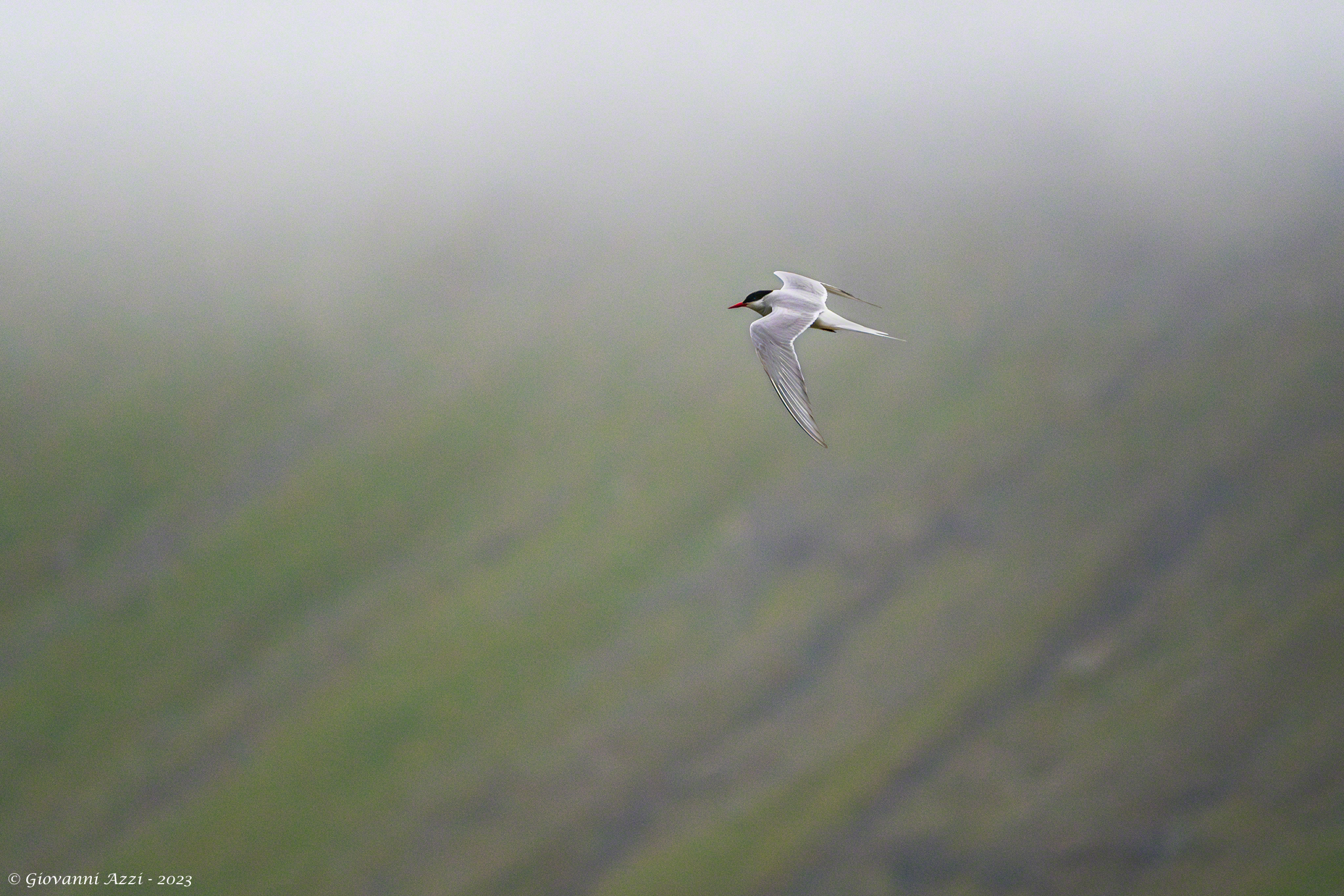 Arctic Tern