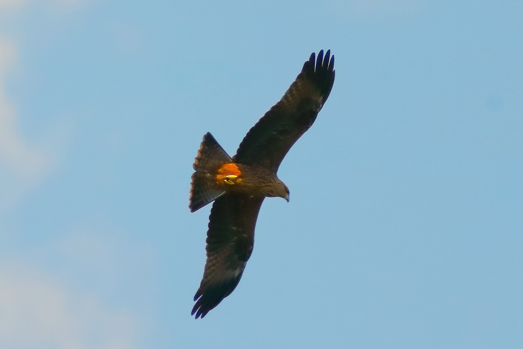 Black Kite 05-07-2023