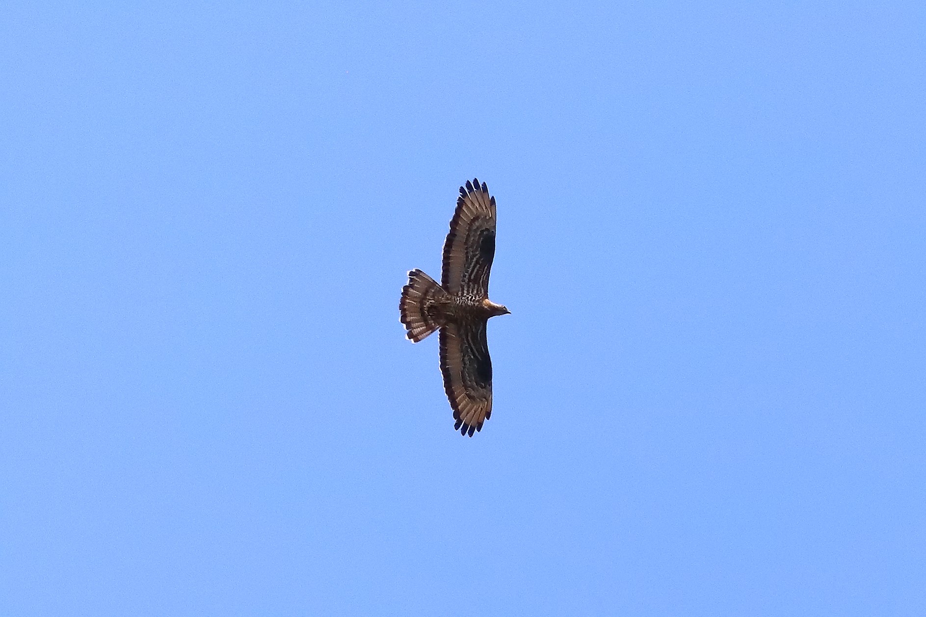 Honey buzzard 06-07-2023