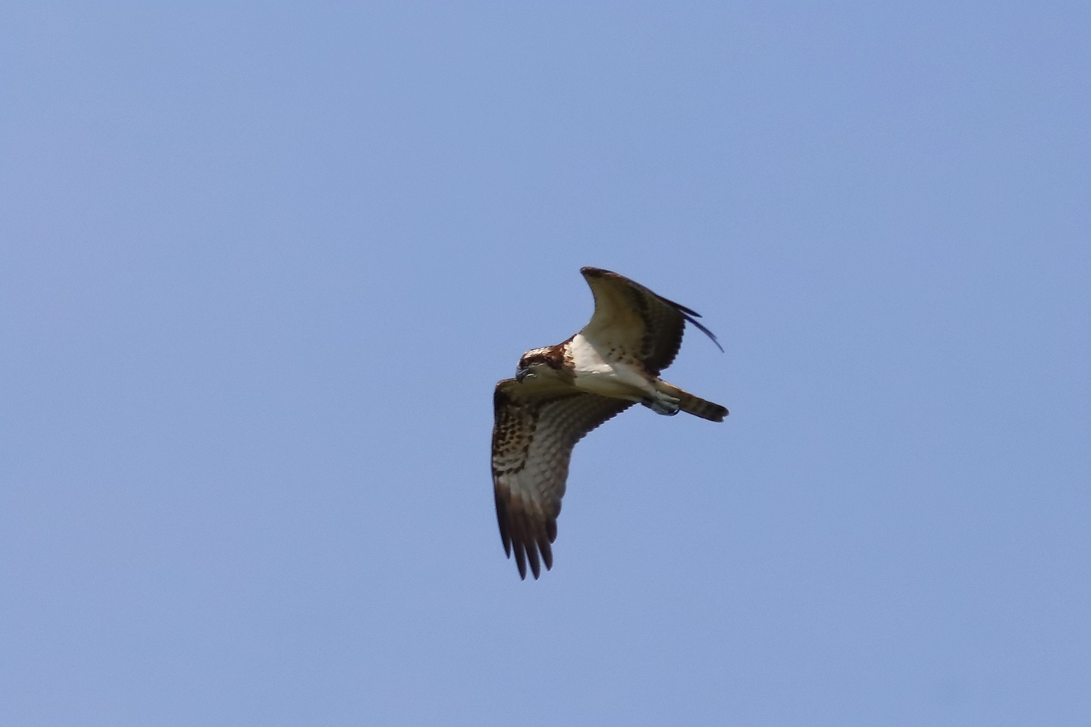 Osprey 04-09-2023