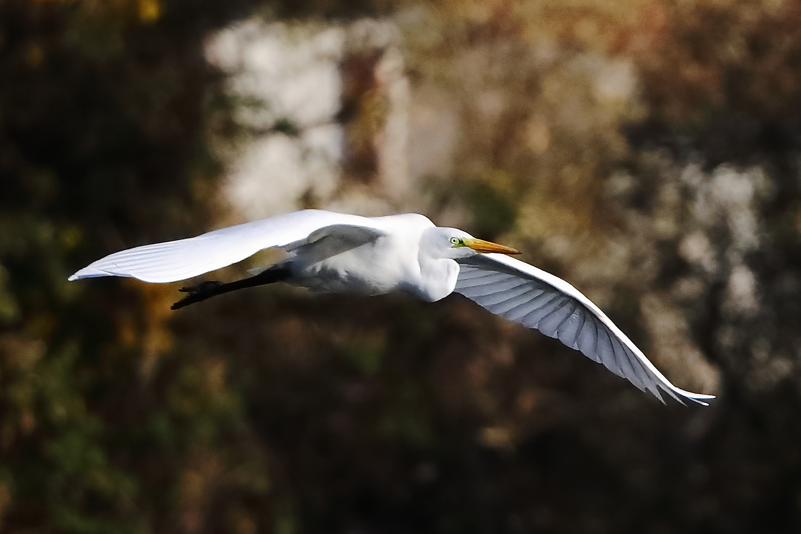 Heron BM November 2023